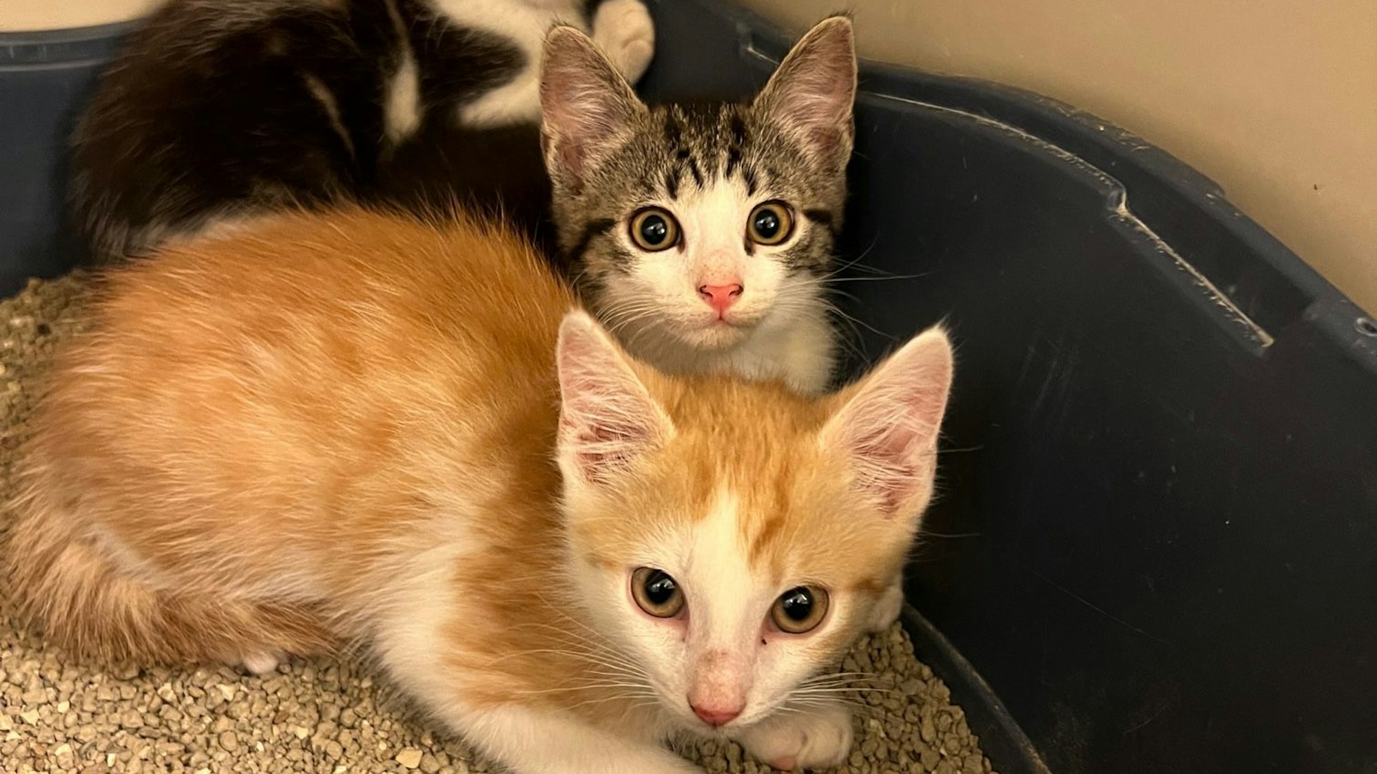 Zwei junge Katzen im Tierheim Köln-Dellbrück