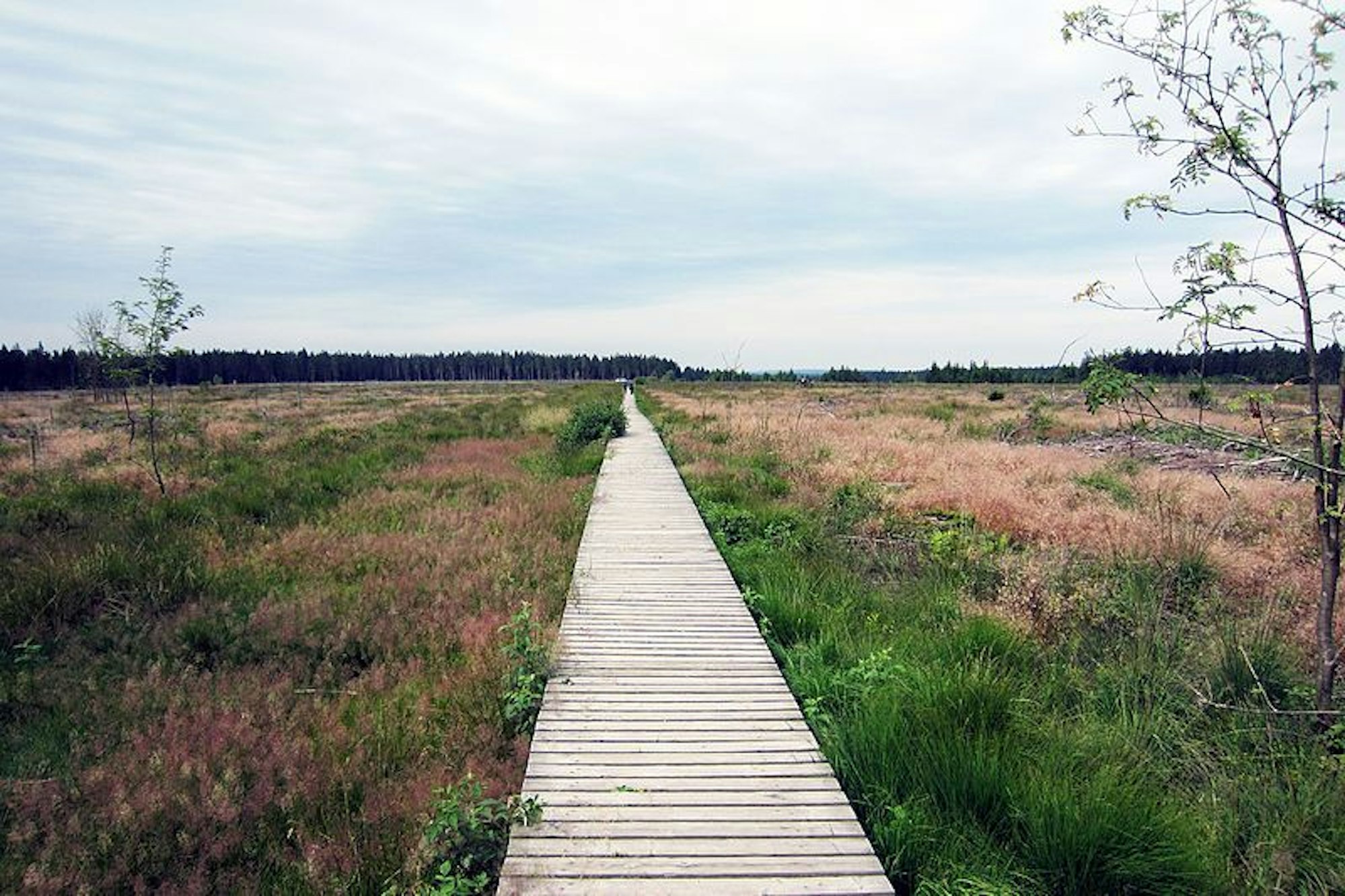 Der hölzerne Steg im Naturpark Hohes Venn