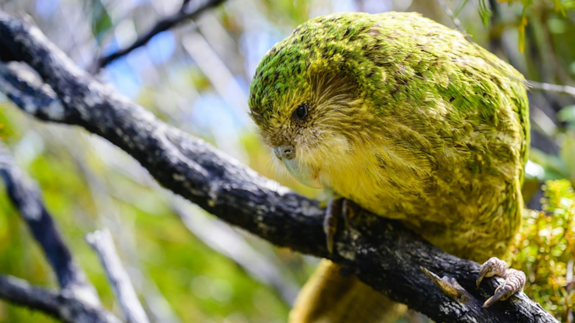 Kakapo auf einem Ast.