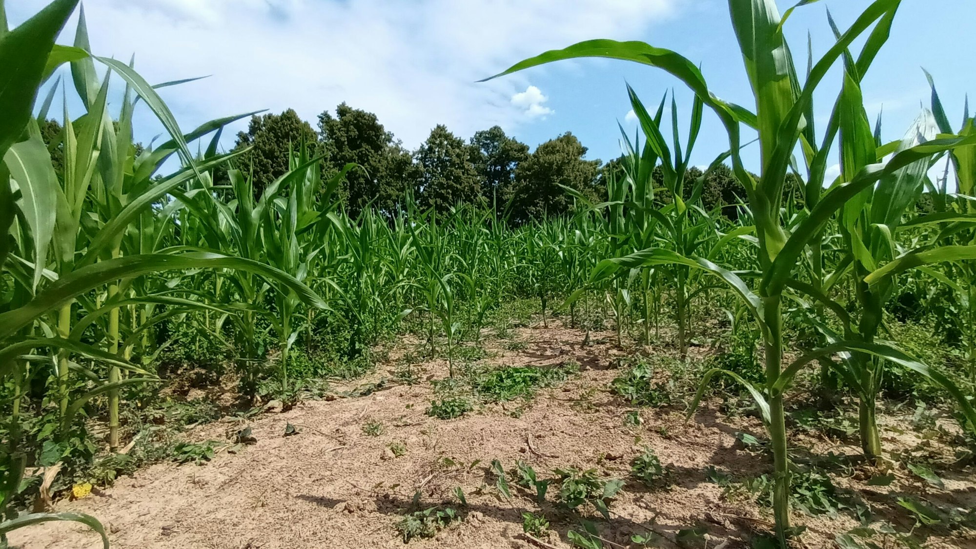 Das Foto zeigt die Maispflanzen, die wegen des fehlenden Regens noch recht licht sind.