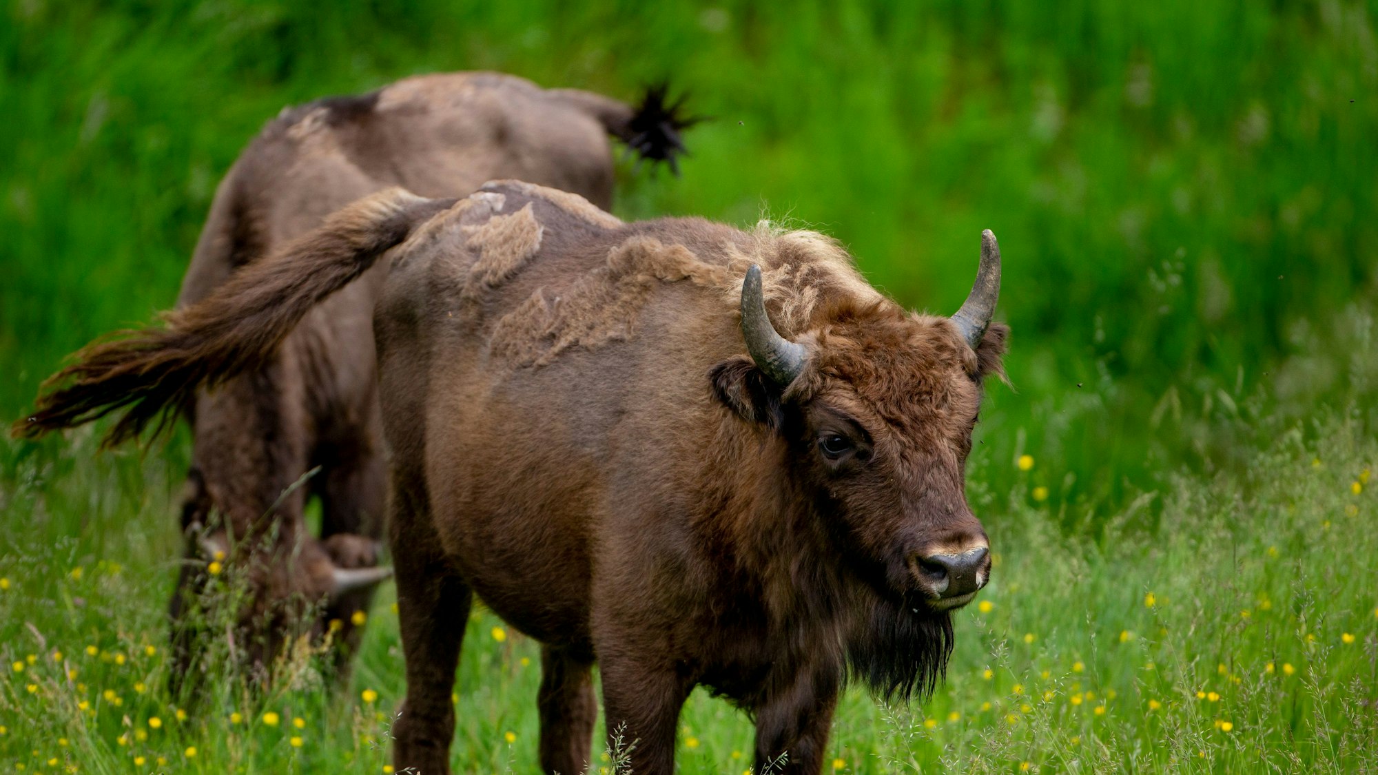 Wisente auf einer grünen Wiese