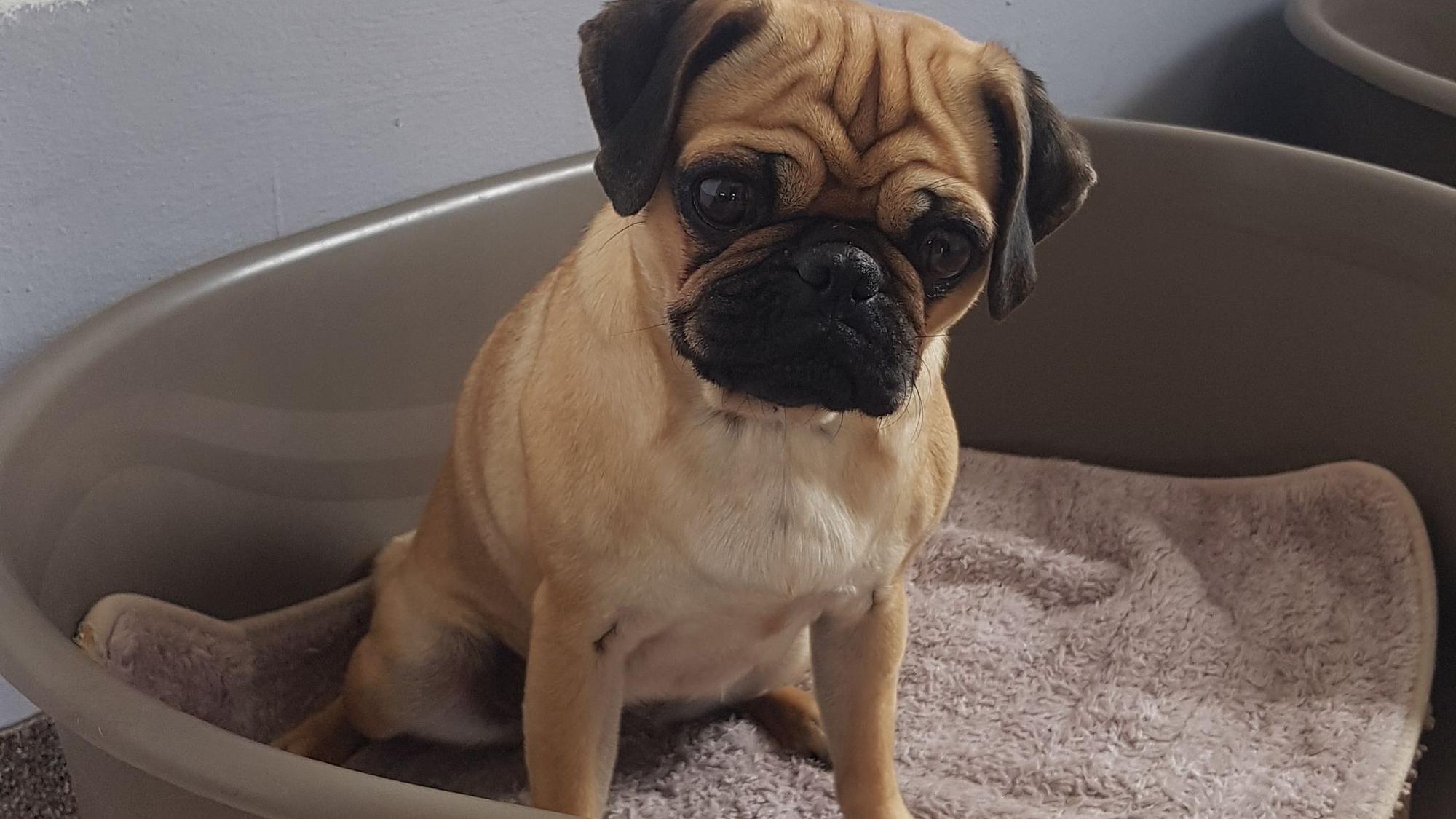 Ein Hund sitzt in seinem Körbchen.