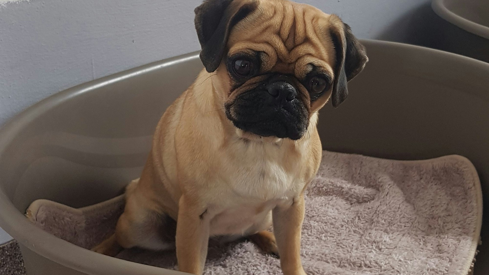 Ein Hund sitzt in seinem Körbchen.