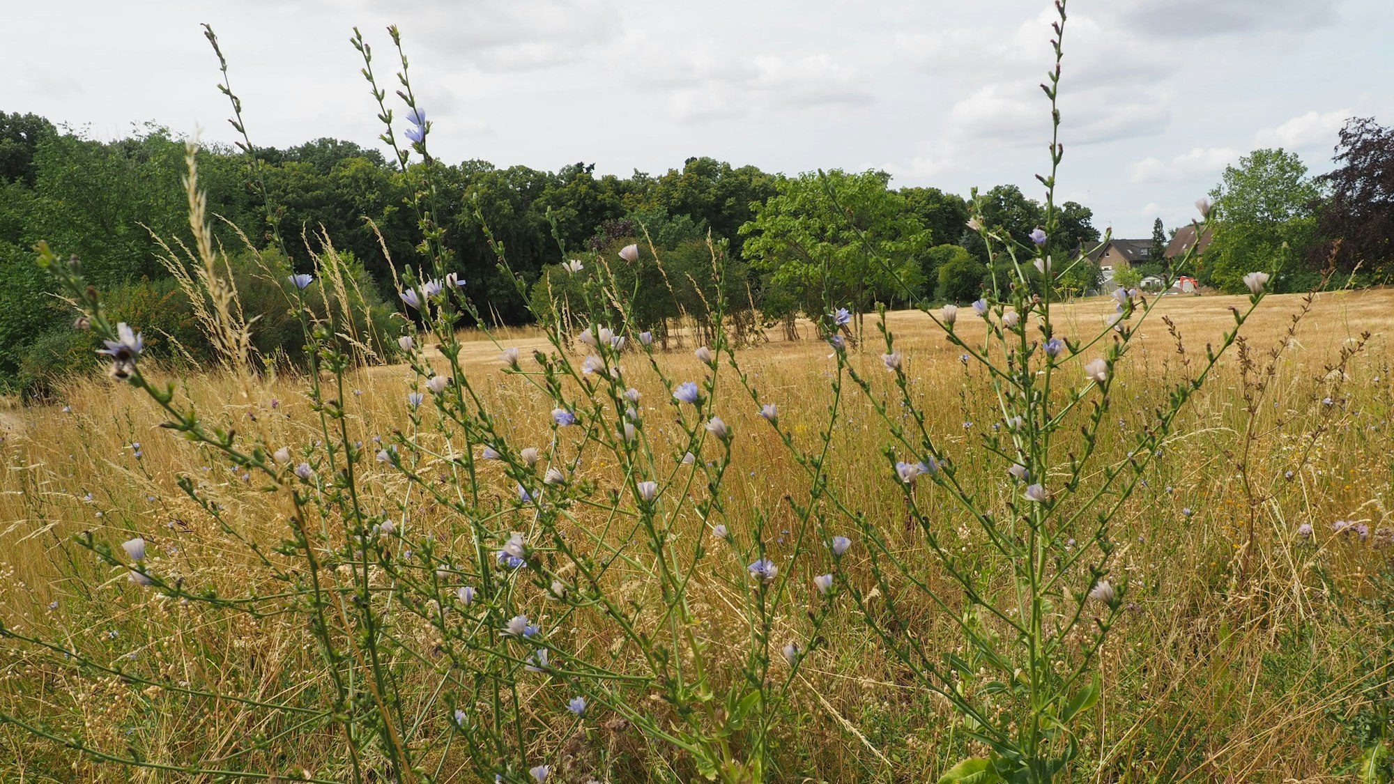 Gleich hinter dem Rosenhügel ist ein Blühstreifen angelegt.