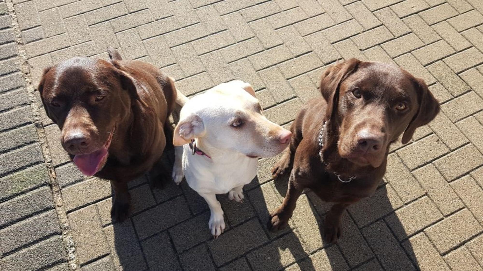 Drei Hunde sitzen nebeneinander.