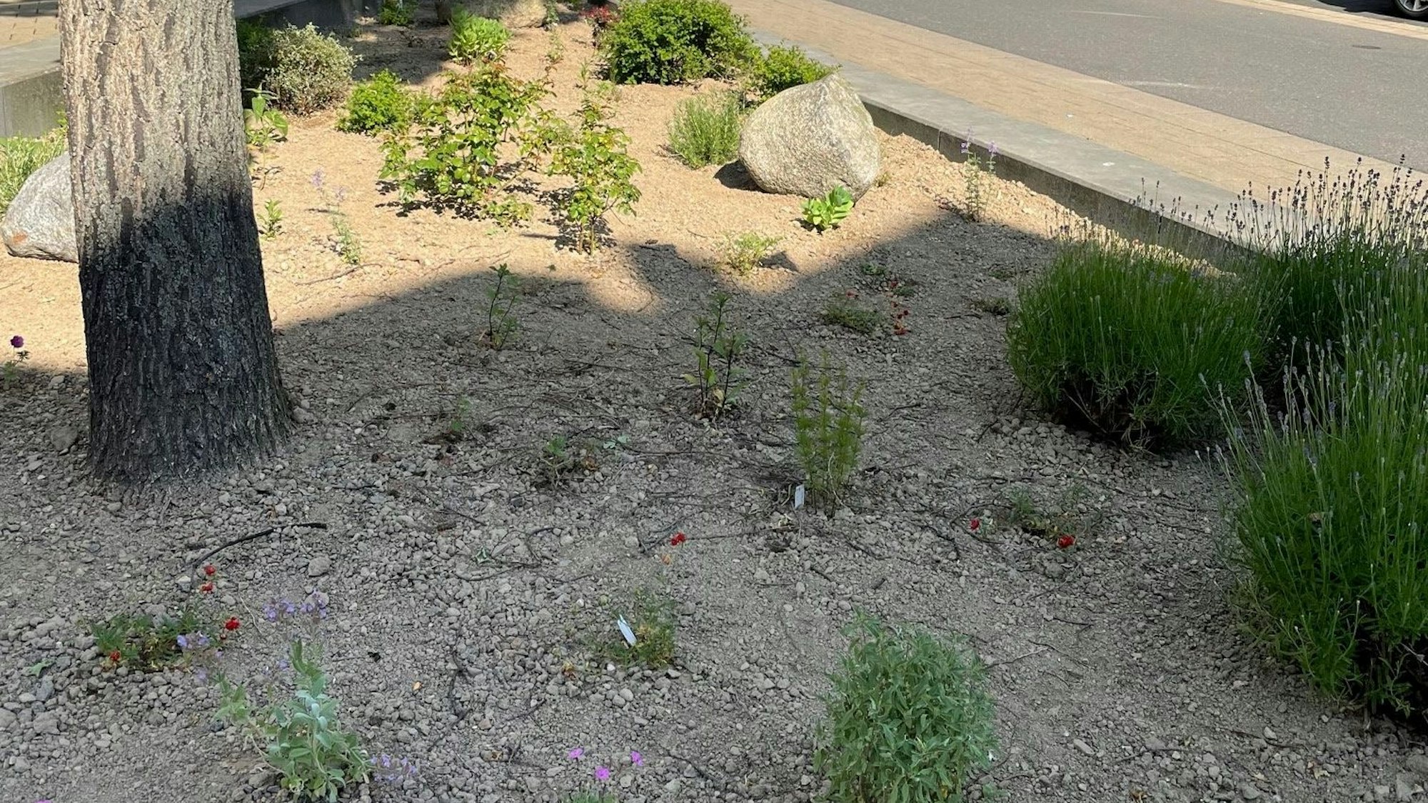 Das Bild zeigt einen Ausschnitt des Beets, das Anwohner in den vergangenen Wochen bepflanzt haben.