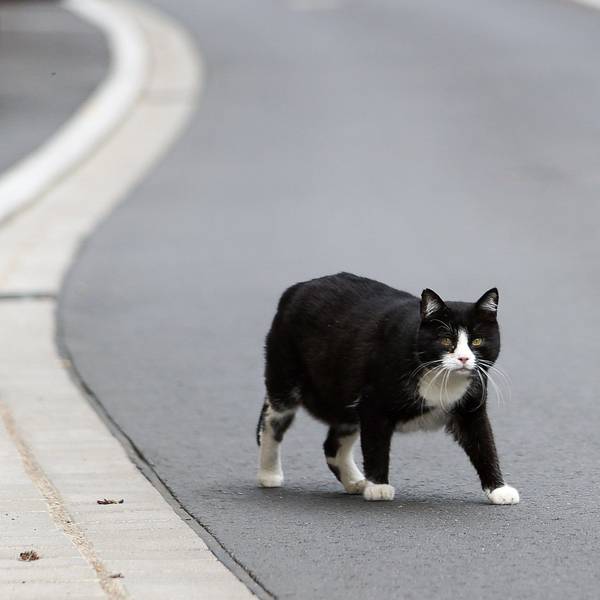 Eine Katze geht über eine Straße. (Symbolbild) In Polen haben sich mehrere Tier mit der Vogelgrippe infiziert. Experten sind besorgt.