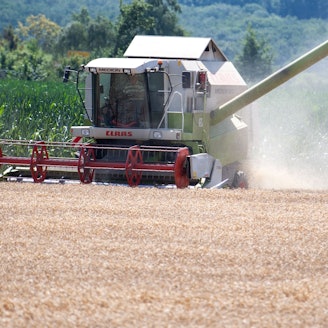 Ein Mähdrescher bei der Getreideernte. Im Hintergrund ist ein Maisfeld zu sehen.