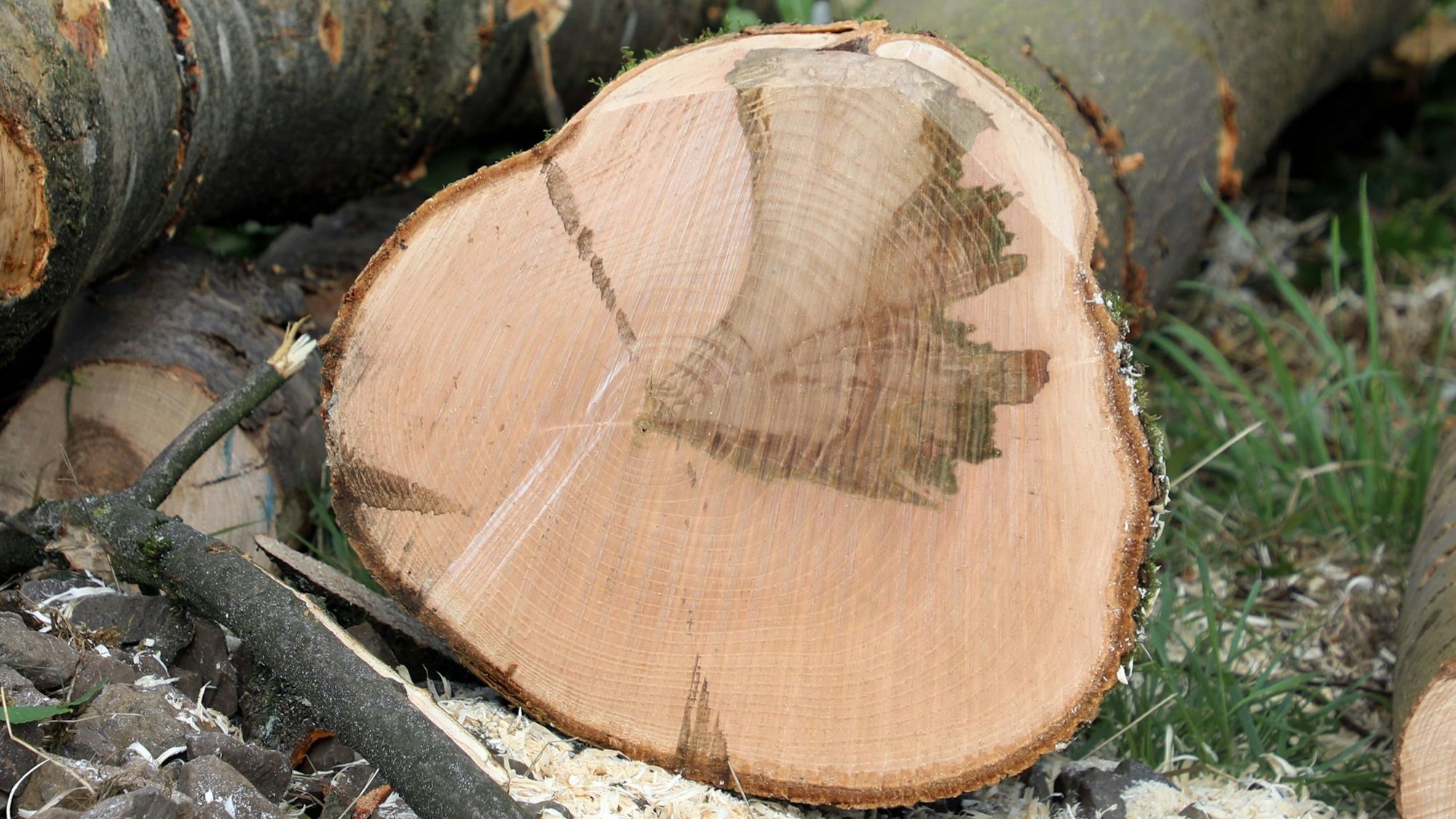 Auf der Schnittstelle eines Baumstamms sind dunkle Verfärbungen im Holz zu sehen.