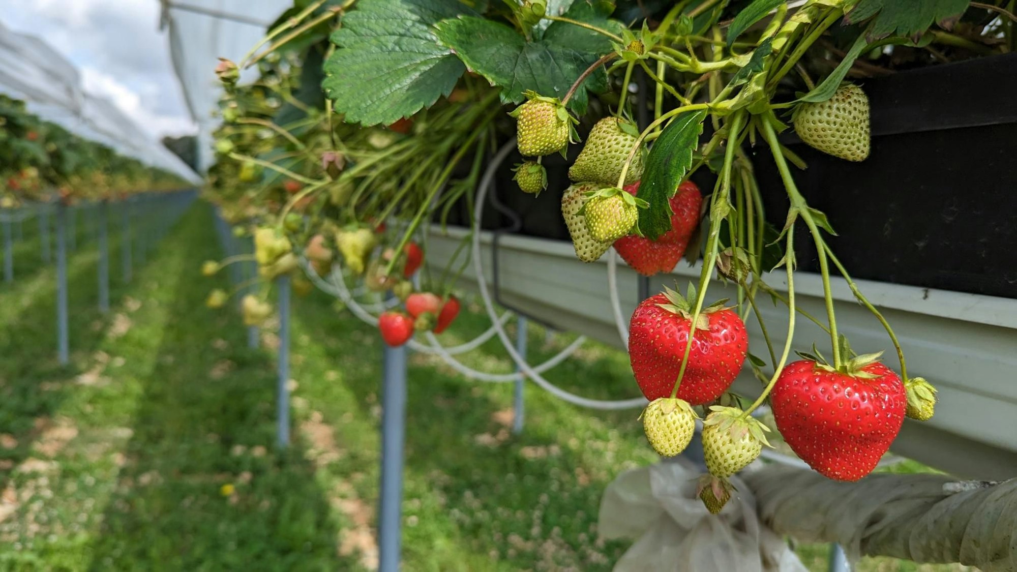 Anbau von Erdbeeren beim Fruchthof Hensen in Swisttal im Juli 2023