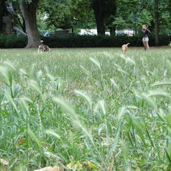 Eine Frau spielt mit ihrem Hund im Grünen.