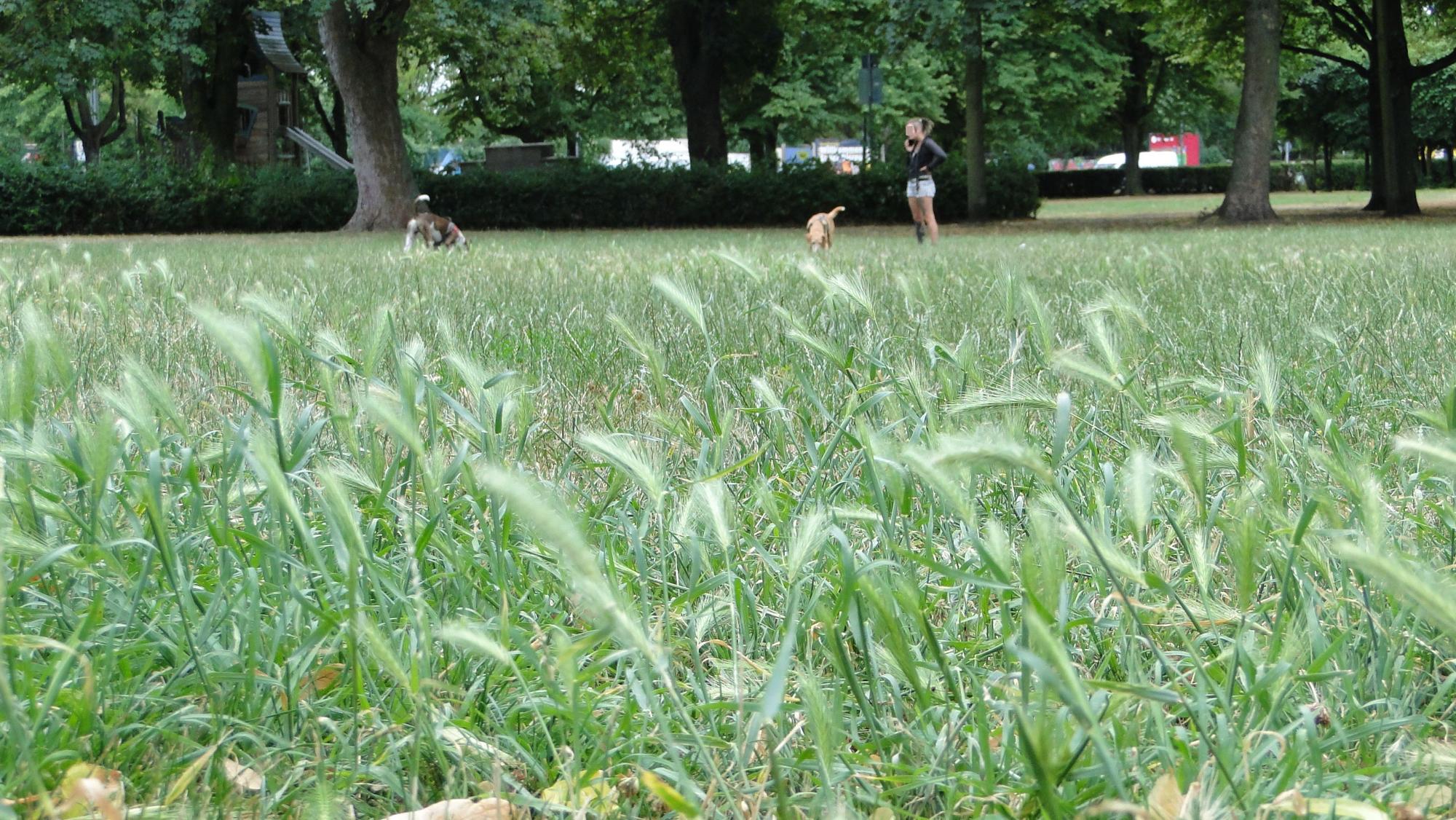 Eine Frau spielt mit ihrem Hund im Grünen.