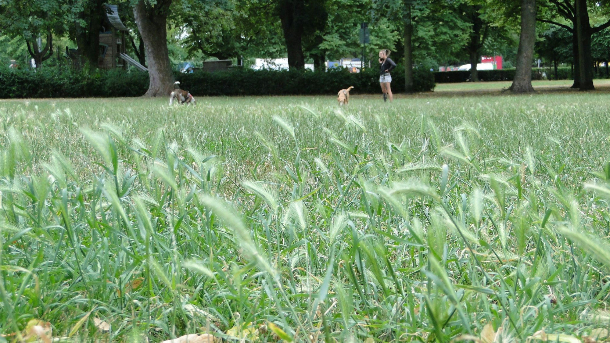 Eine Frau spielt mit ihrem Hund im Grünen.