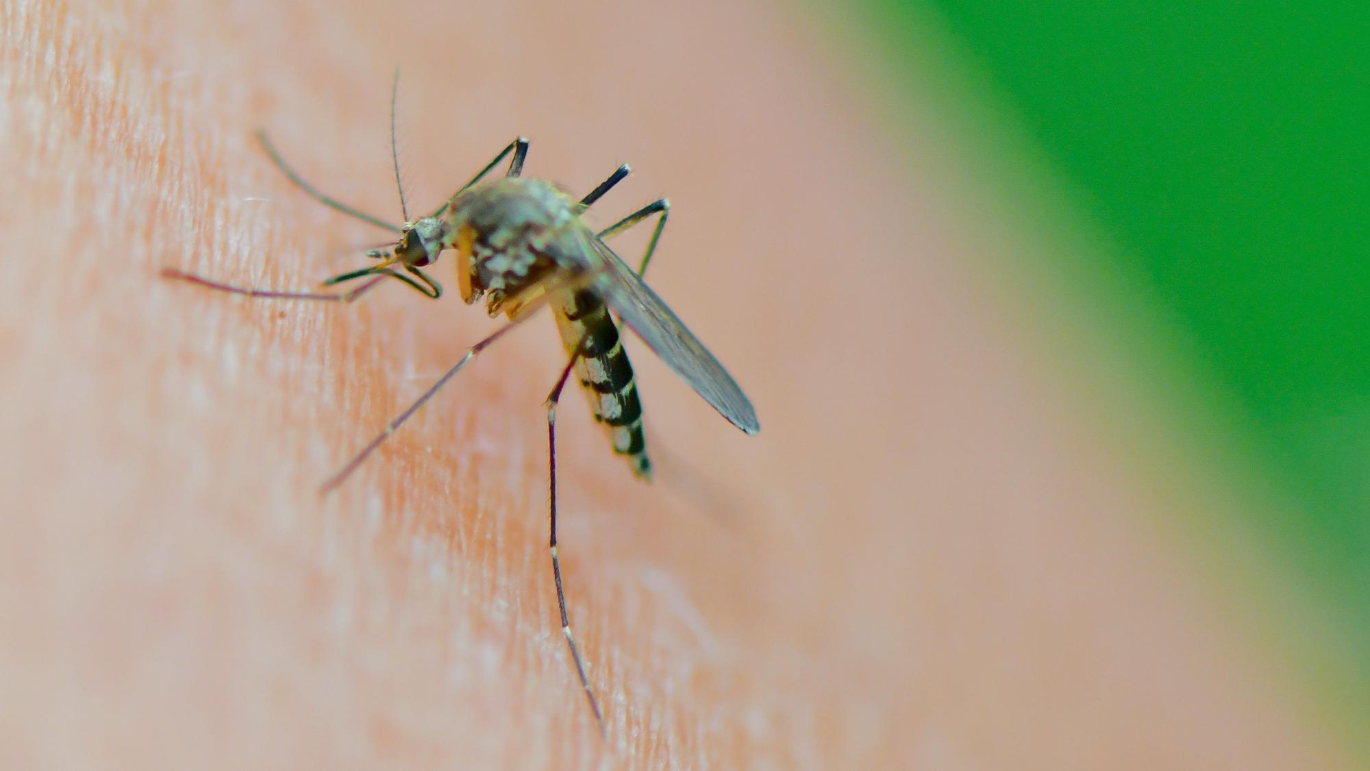 Eine Mücke der Art Aedes vexans saugt Blut aus dem Arm einer Frau.