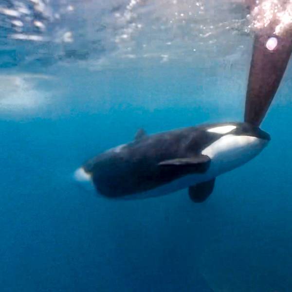Ein Orca stößt gegen ein Ruder eines Segelbootes.