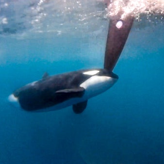 HANDOUT - 22.06.2023, ---, --: Ein Orca bumpert gegen das Boot von Team Jajo beim Ocean Race vor Gibraltar. Im Ocean Race haben Orcas zwei Rennyachten angegriffen. Die  Begegnung zwischen den Schwertwalen und zwei VO65-Booten fand am Donnerstag westlich von Gibraltar im Atlantik statt. Betroffen waren die Teams Jajo aus Holland und Mirpuri Trifork Racing aus Portugal. Foto: Brend Schuil / Team Jajo/The Ocean Race/dpa - ACHTUNG: Nur zur redaktionellen Verwendung im Zusammenhang mit der aktuellen Berichterstattung und nur mit vollständiger Nennung des vorstehenden Credits +++ dpa-Bildfunk +++