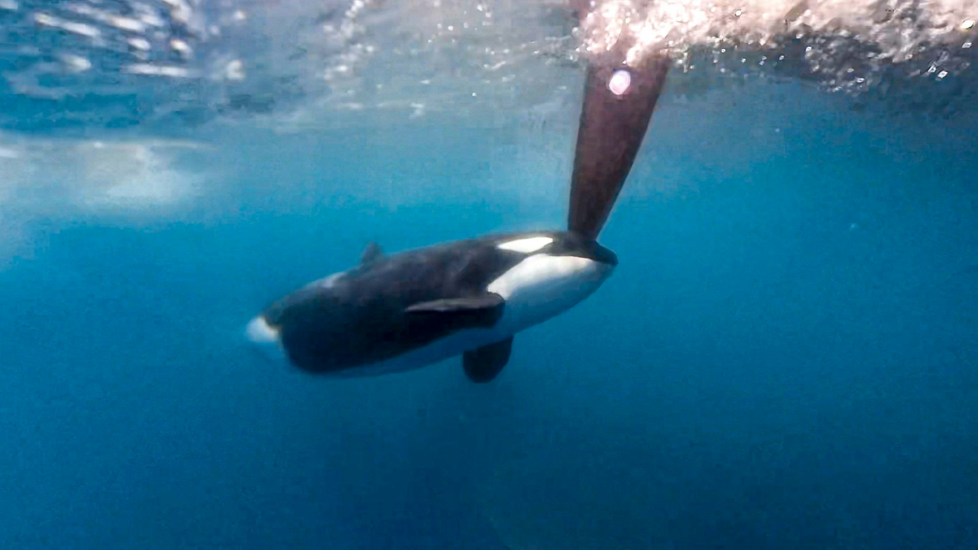 HANDOUT - 22.06.2023, ---, --: Ein Orca bumpert gegen das Boot von Team Jajo beim Ocean Race vor Gibraltar. Im Ocean Race haben Orcas zwei Rennyachten angegriffen. Die Begegnung zwischen den Schwertwalen und zwei VO65-Booten fand am Donnerstag westlich von Gibraltar im Atlantik statt. Betroffen waren die Teams Jajo aus Holland und Mirpuri Trifork Racing aus Portugal. Foto: Brend Schuil / Team Jajo/The Ocean Race/dpa - ACHTUNG: Nur zur redaktionellen Verwendung im Zusammenhang mit der aktuellen Berichterstattung und nur mit vollständiger Nennung des vorstehenden Credits +++ dpa-Bildfunk +++