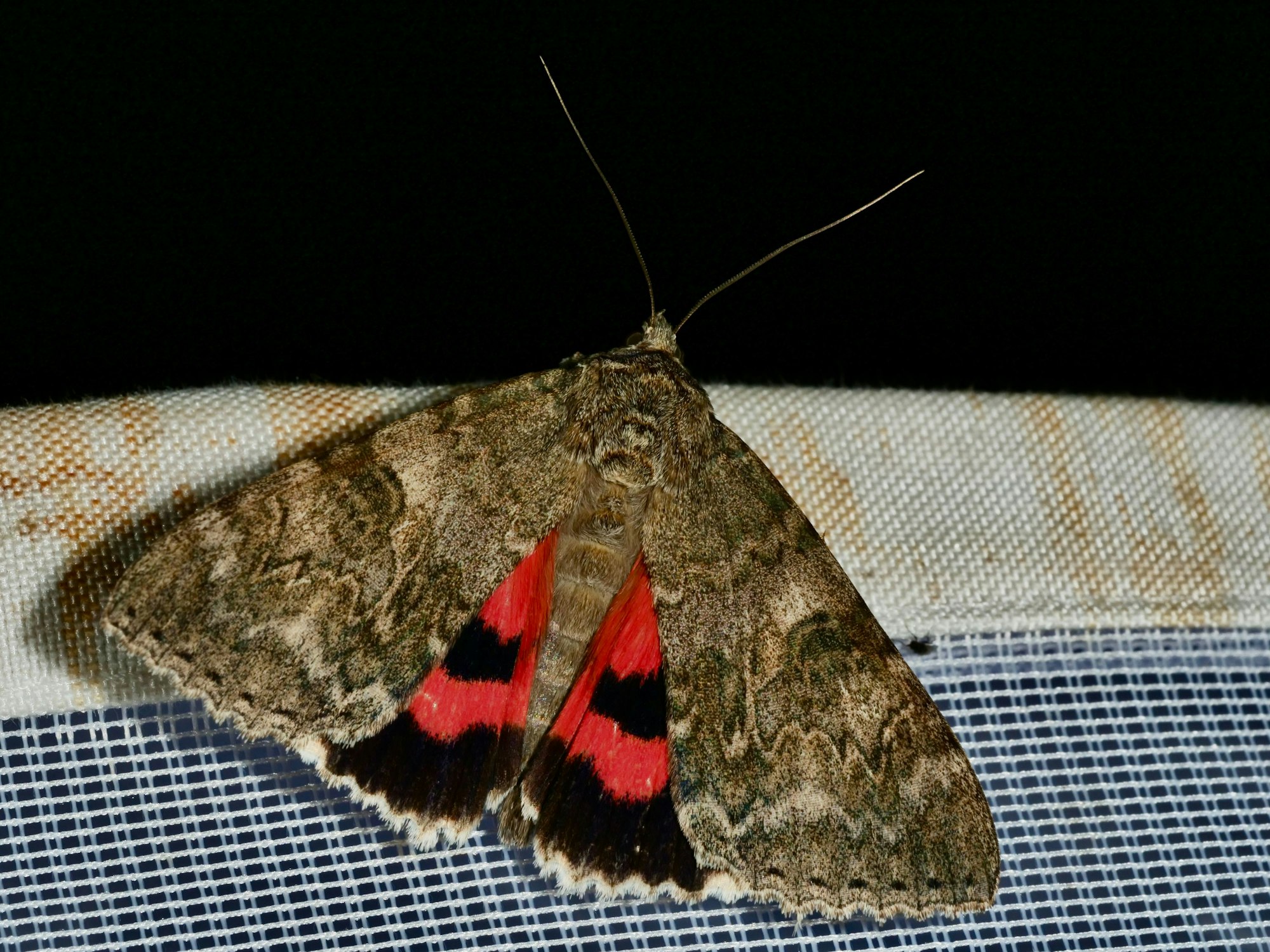 Gut sind die roten Innenflügel des Roten Ordensbandes zu erkennen.