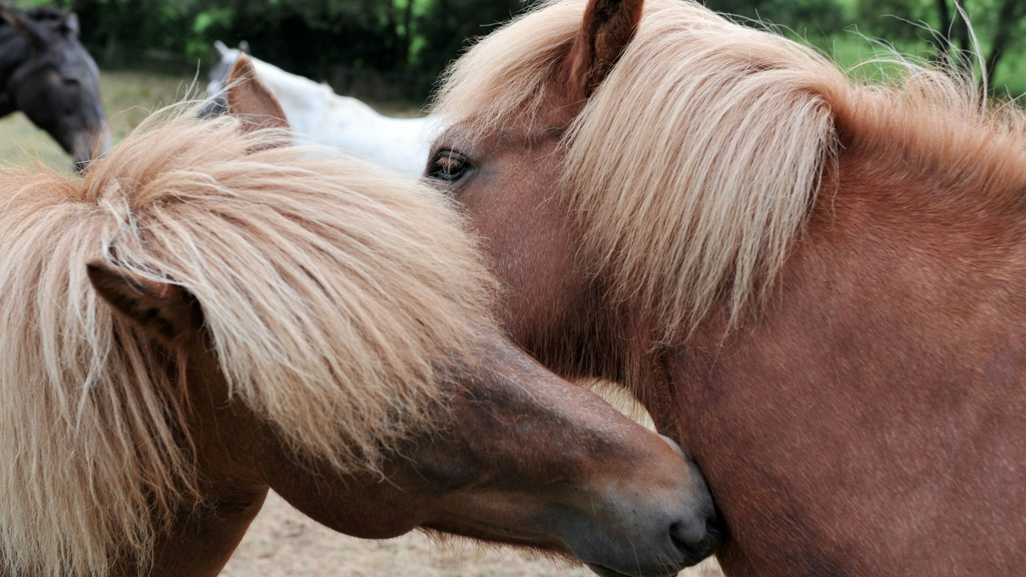Das Foto zeigt zwei Island-Stuten auf einer Pferdekoppel, die sich beschnuppern. Ein Pferd war bei dem Unfall in Erftstadt leicht verletzt worden.
