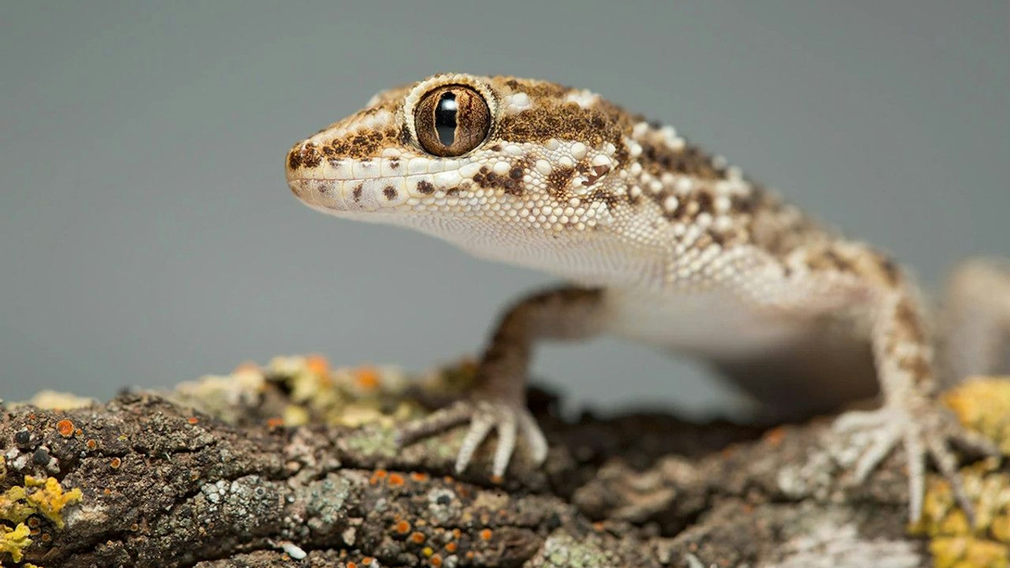 South American Marked Gecko (Homonota horrida)