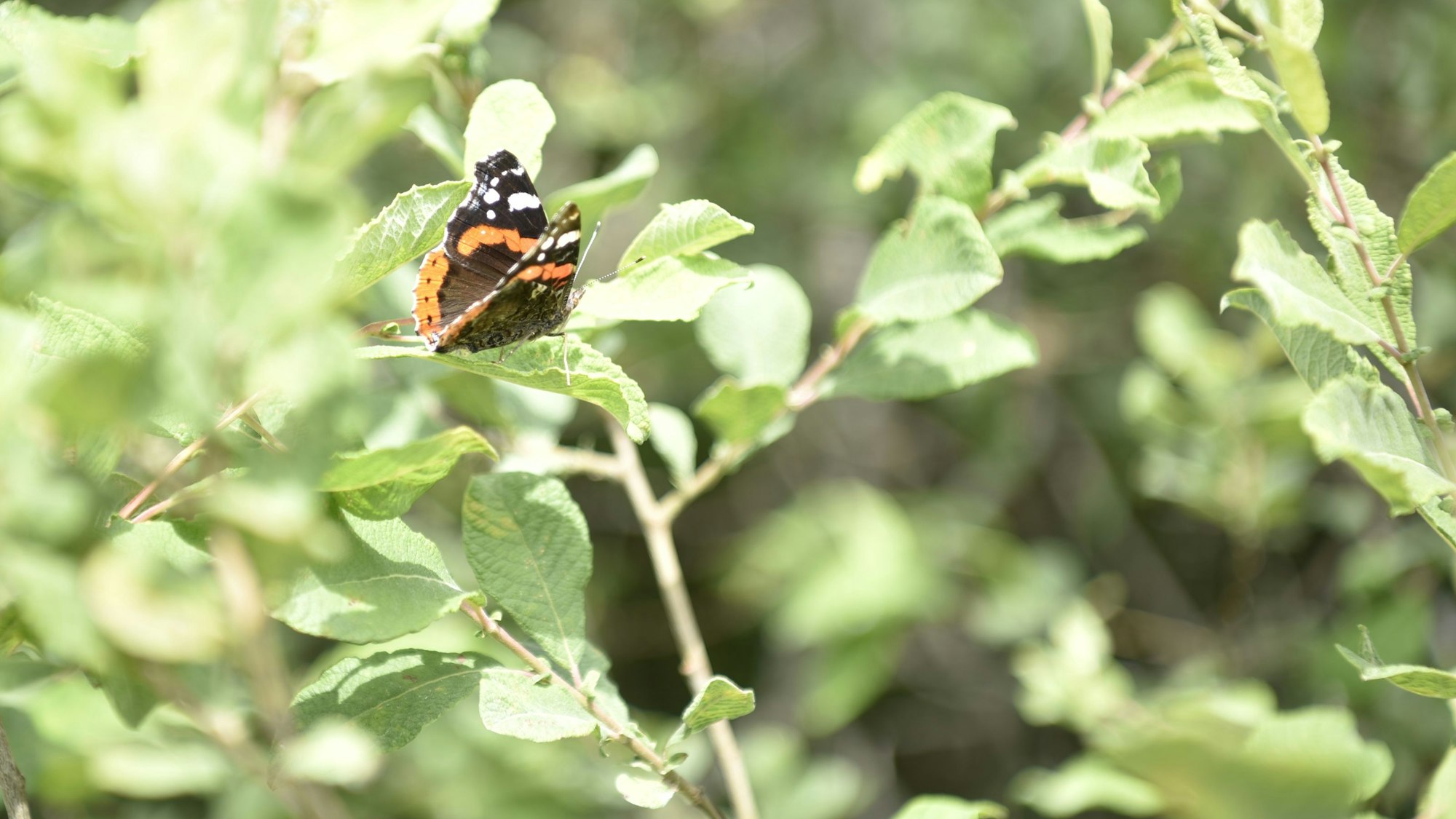Ein Admiral sitzt auf einem Ast.