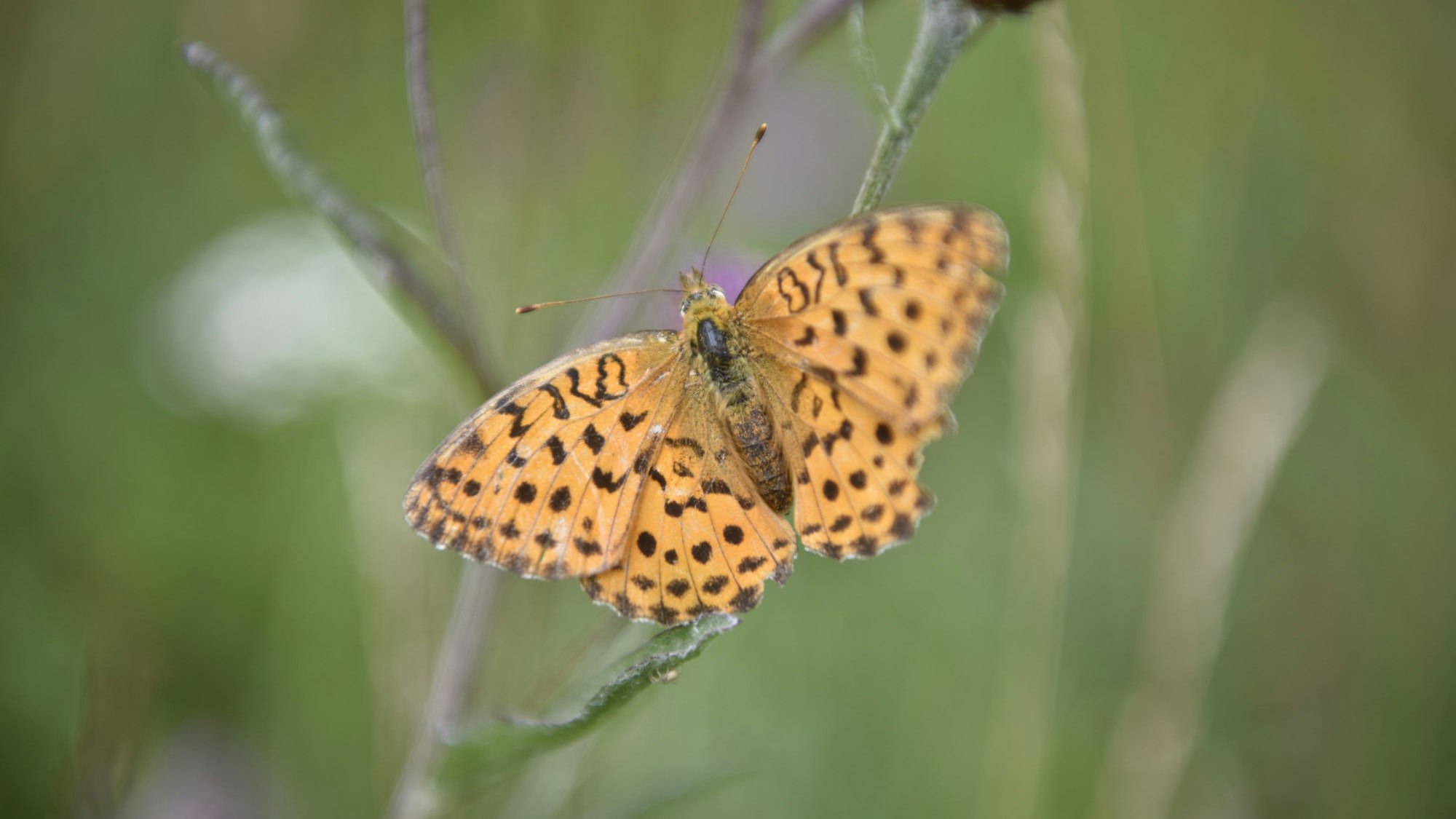 Ein Brombeer-Perlmuttfalter sitzt auf einer verblühten Wiesen-Flockenblume.