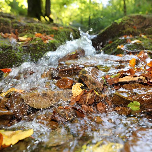 Wasser plätschert im Wald an vermoosten Steinen vorbei. Braune Blätter werden von dem Bächlein mitgerissen.