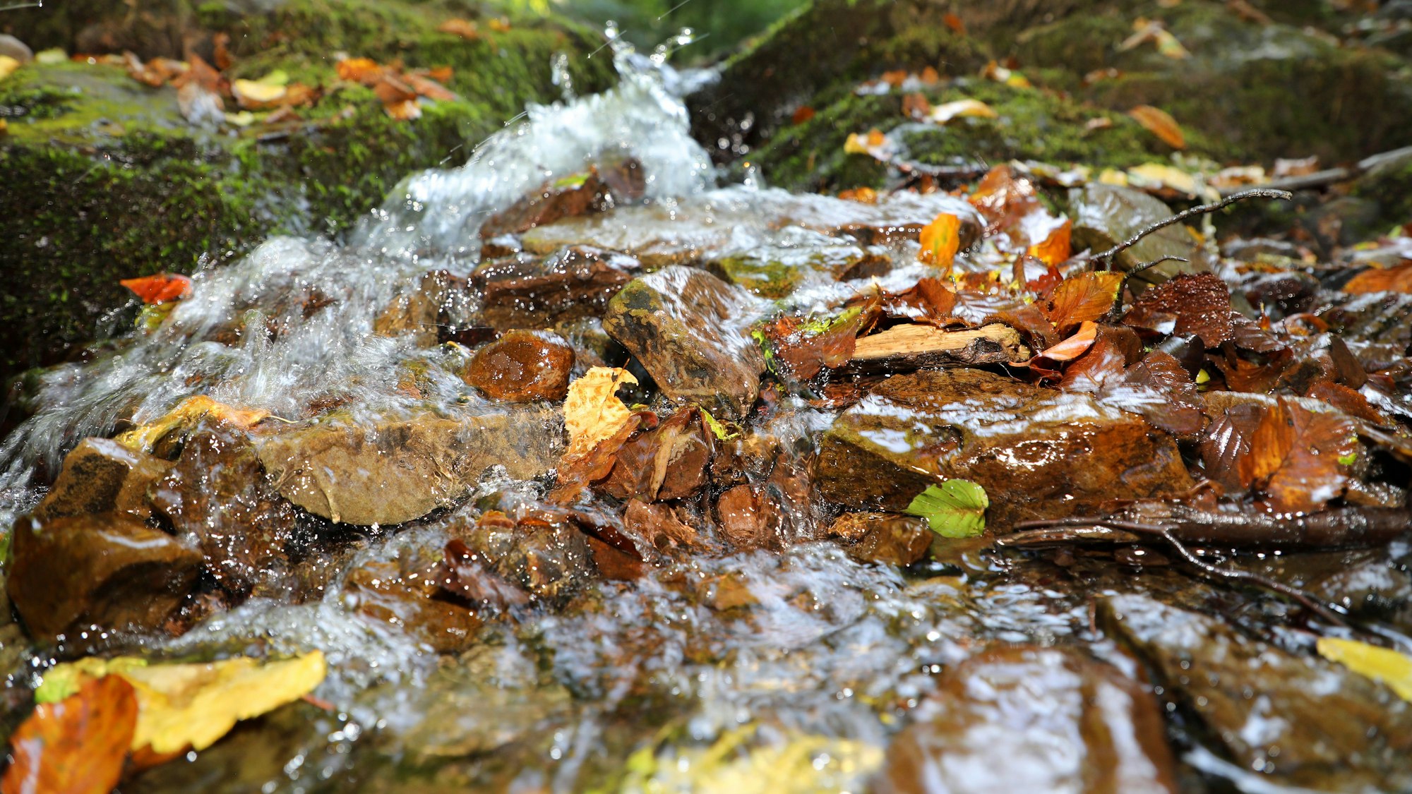 Wasser plätschert im Wald an vermoosten Steinen vorbei. Braune Blätter werden von dem Bächlein mitgerissen.