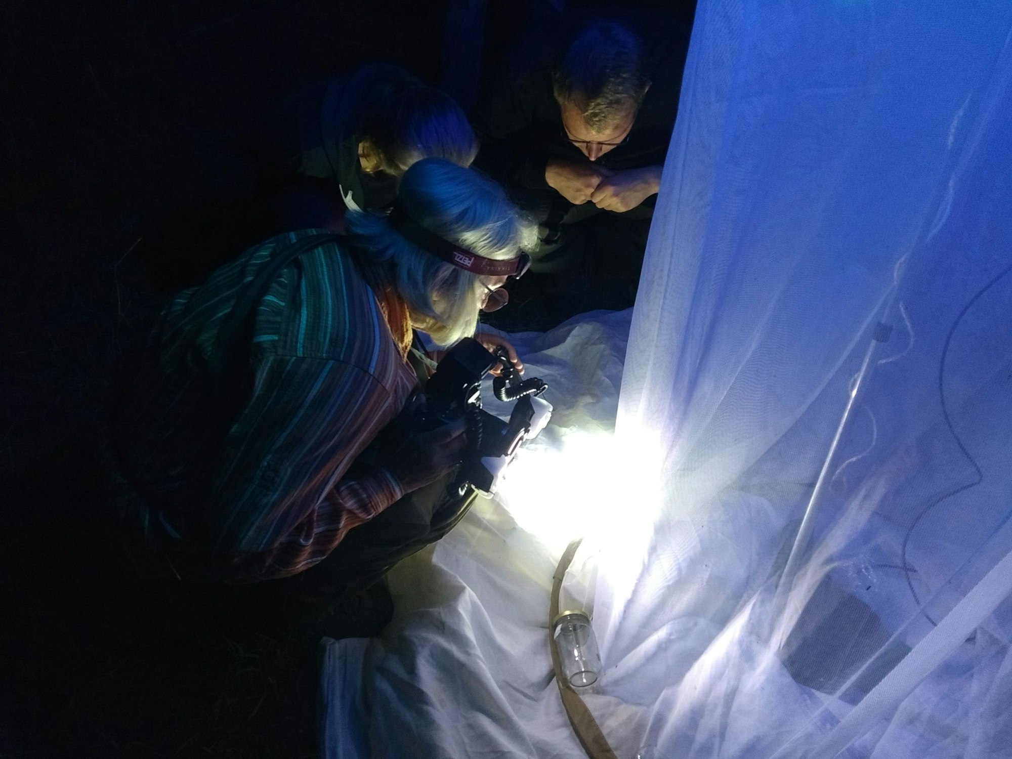 Nachtfalter haben sich in einem beleuchteten Netz verfangen.