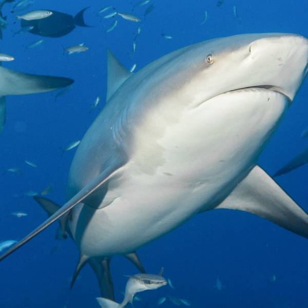 Ein Bullenhai schwimmt zwischen anderen Fischen. Forschern zufolge deutet einiges darauf hin, dass Haie in den Gewässern vor Florida Kokain fressen. (Archivbild)