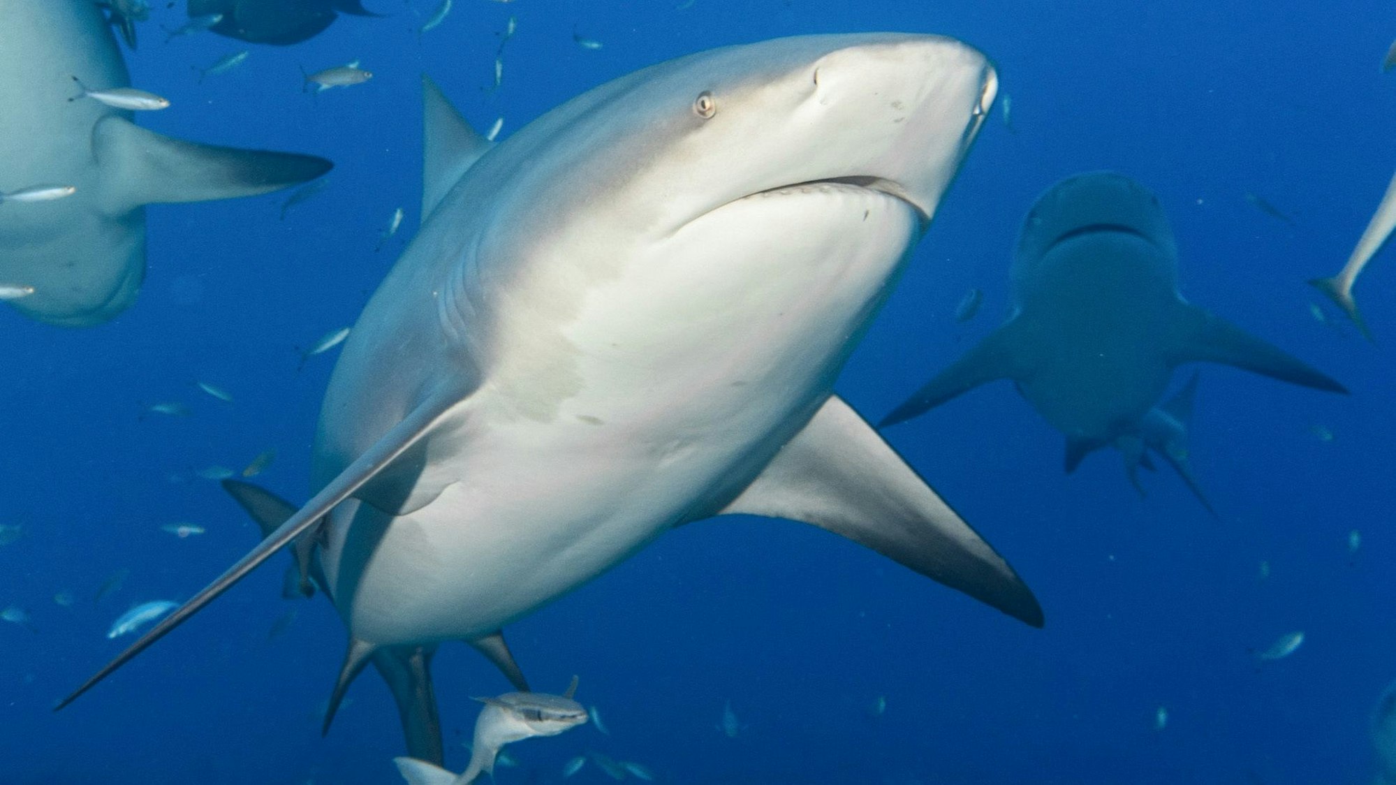 Ein Bullenhai schwimmt zwischen anderen Fischen. Forschern zufolge deutet einiges darauf hin, dass Haie in den Gewässern vor Florida Kokain fressen. (Archivbild)
