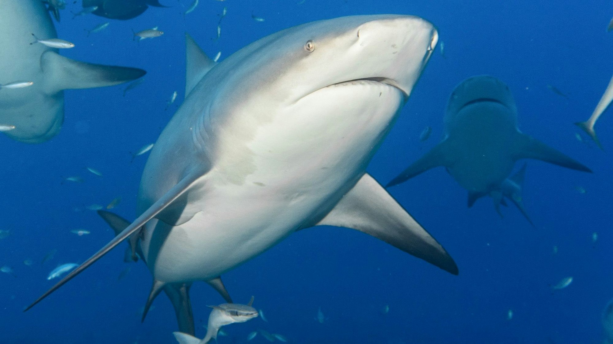 Ein Bullenhai schwimmt zwischen anderen Fischen. Forschern zufolge deutet einiges darauf hin, dass Haie in den Gewässern vor Florida Kokain fressen. (Archivbild)