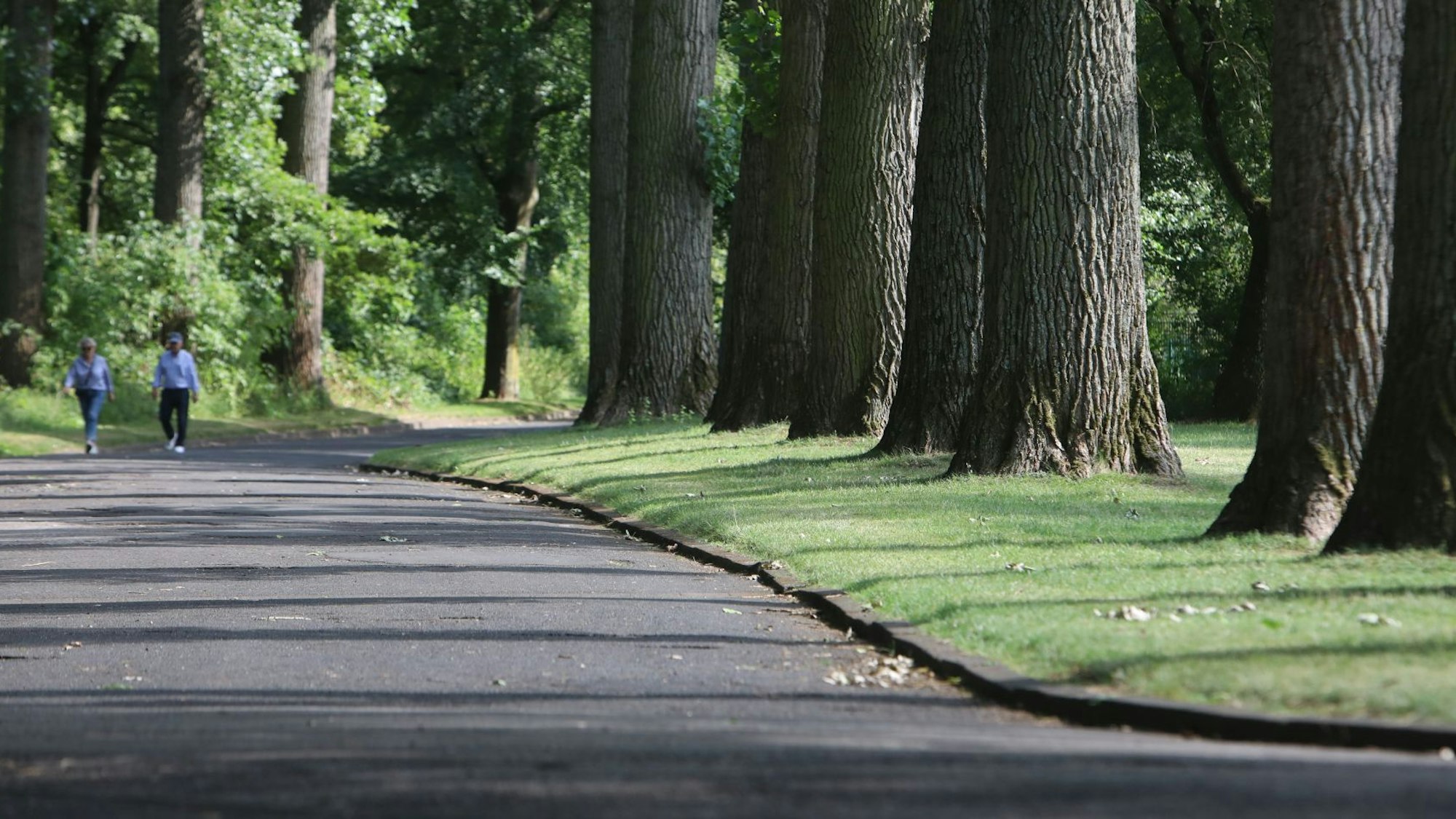 Mächtige Baumstämme stehen neben einem asphaltierten Weg, im Hintergrund gehen zwei Spaziergänger.
