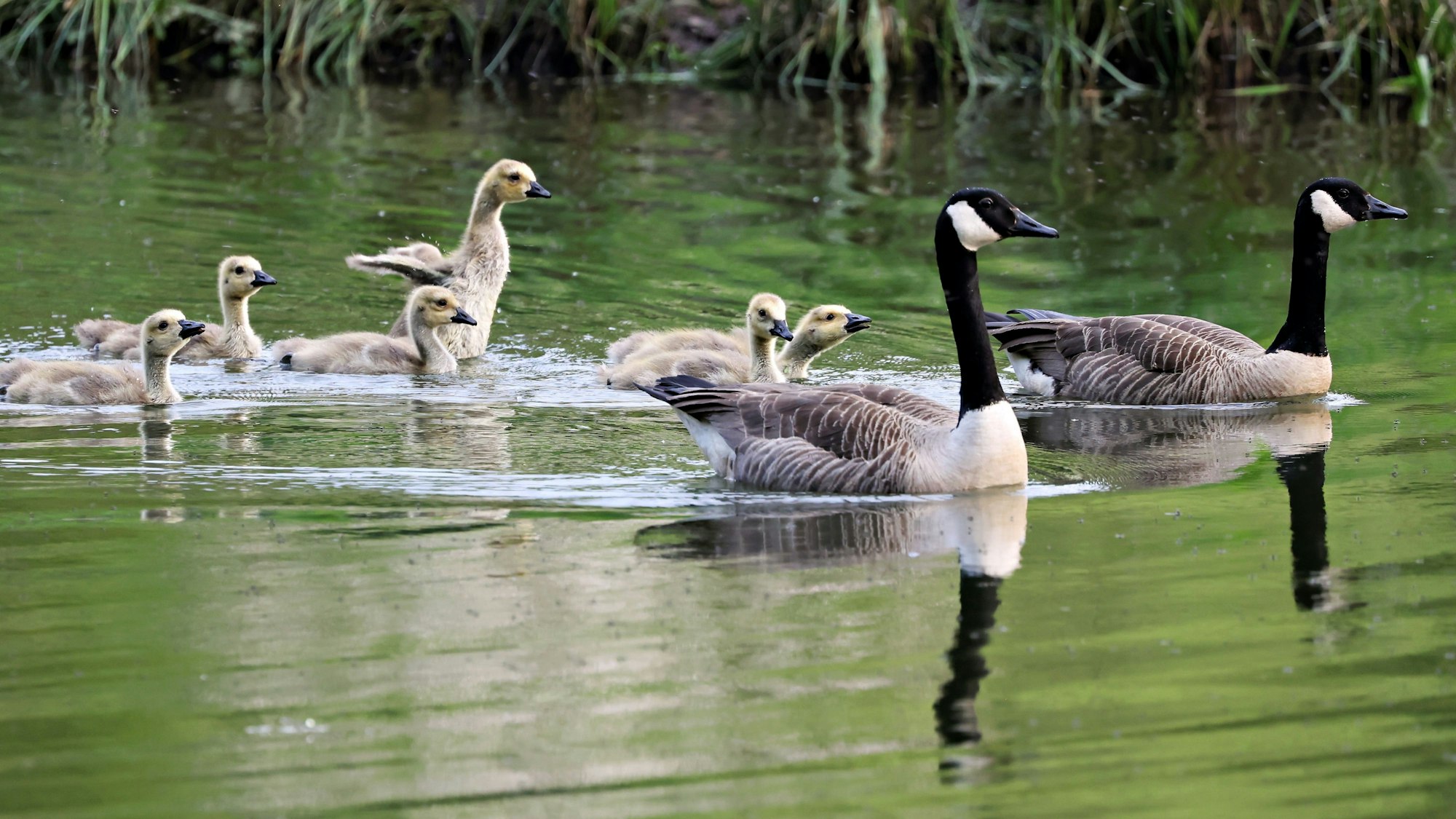 17.07.2023 Im Bereich des Urftseeweihers bei Schmidtheim und umliegender Teiche fühlen sich zunehmend Kanadagänse wohl.