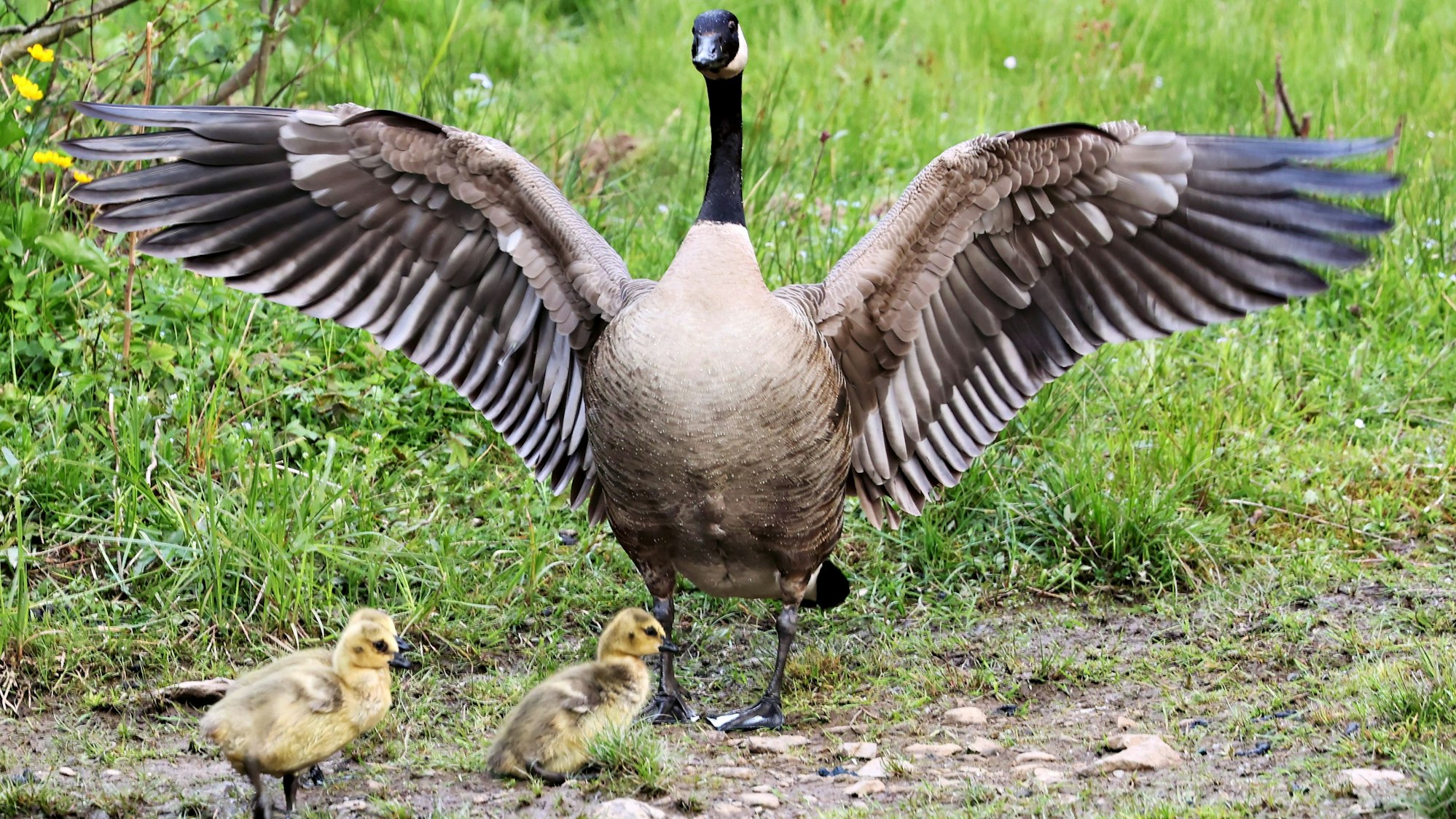 Eine Kanadagans hat beschützend die Flügel über zwei ihrer Küken ausgebreitet und warnt mit ihrer Drohhaltung.
