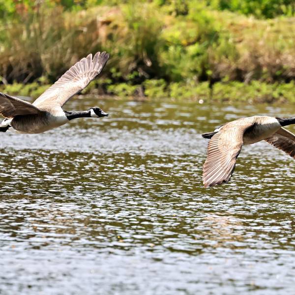 Zwei Kanadagänse fliegen hintereinander beim Start dicht über der Wasseroberfläche des Urftweihers.