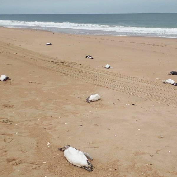 Tote Pinguine liegen an der Ostküste Uruguays.