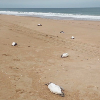 Tote Pinguine liegen an der Ostküste Uruguays.