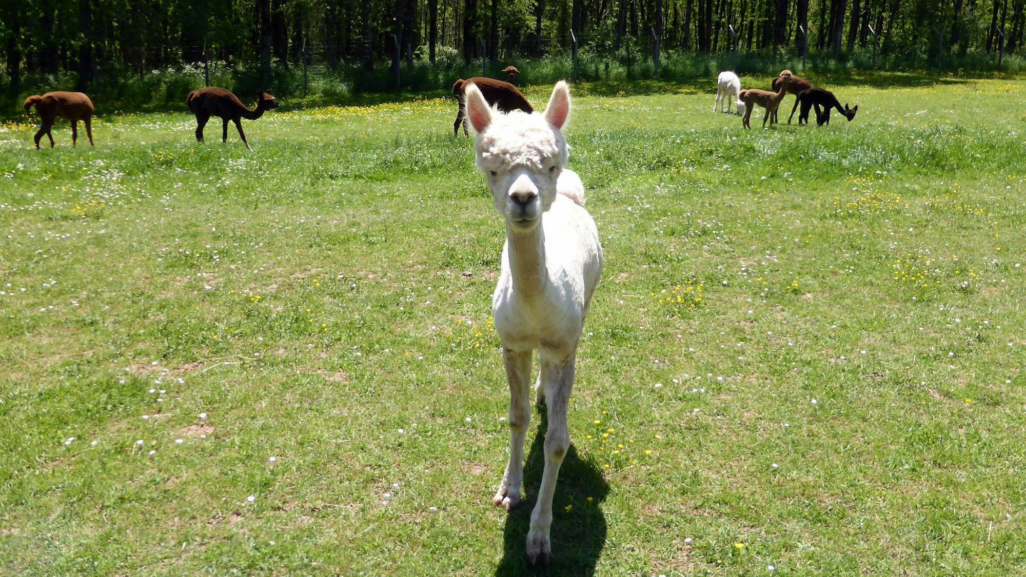 Ein fluffiges, weißes Alpaka steht auf einer Wiese und guckt in die Kamera