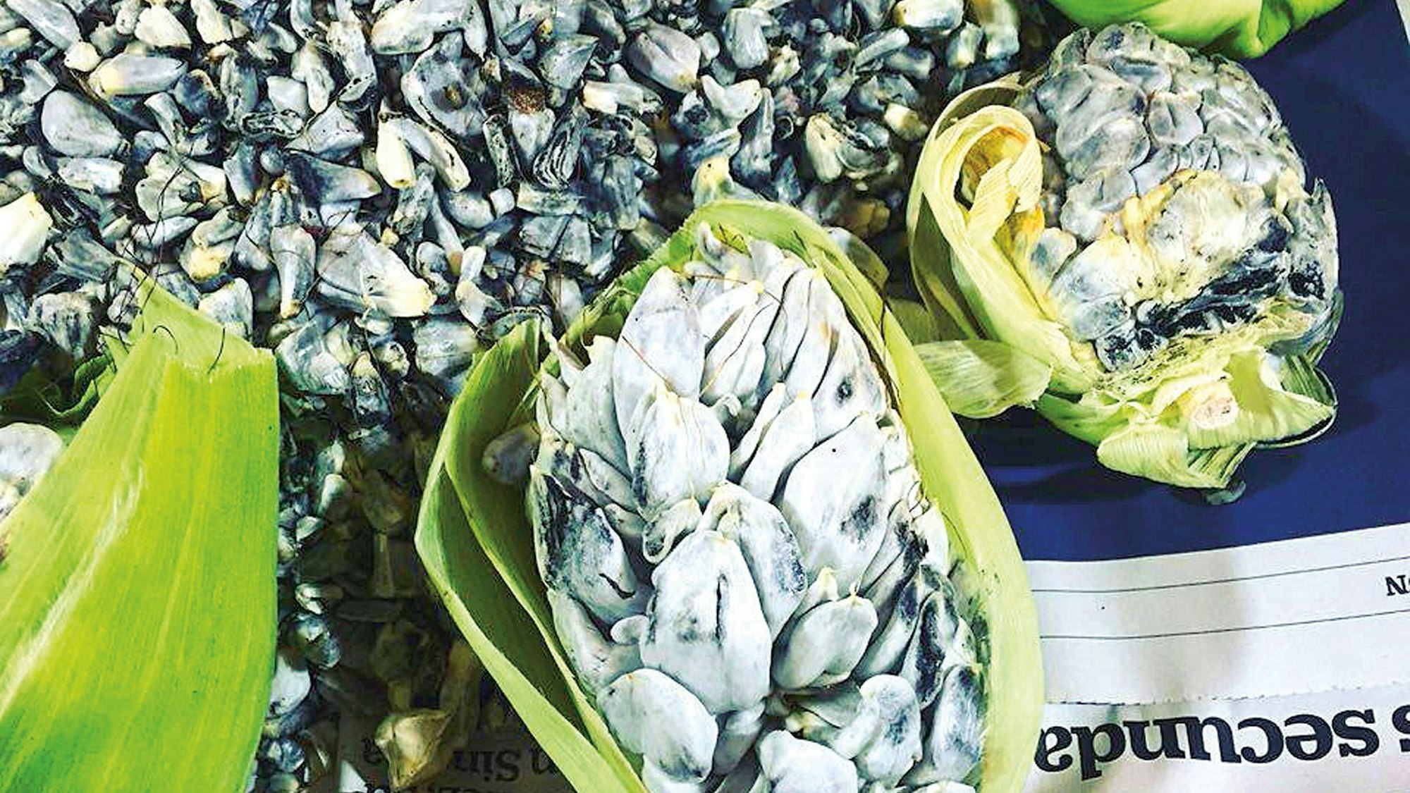 Cuitlacoche auf einem Maiskolben.