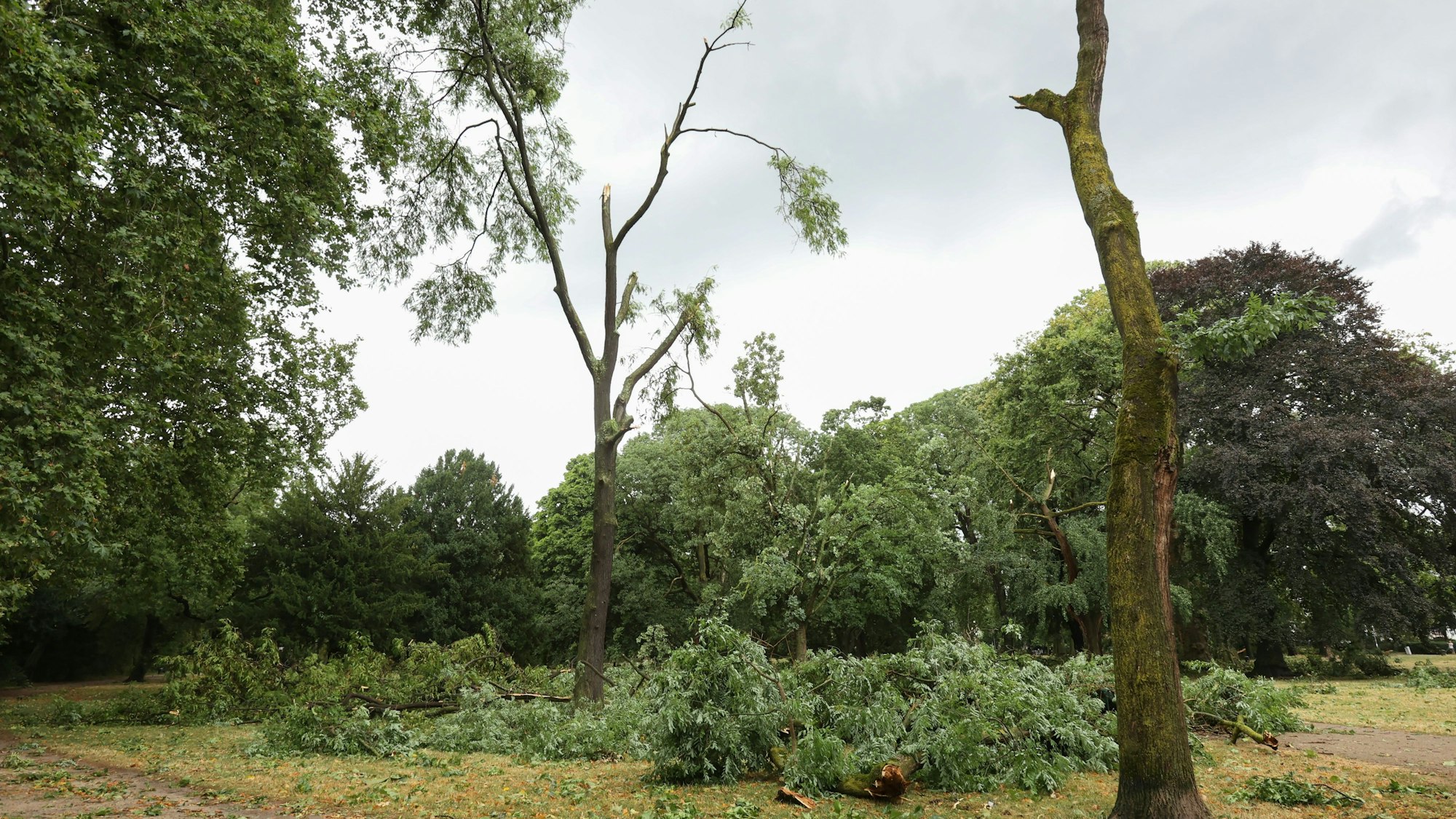 Stark beschädigte Bäume und heruntergerissene Äste