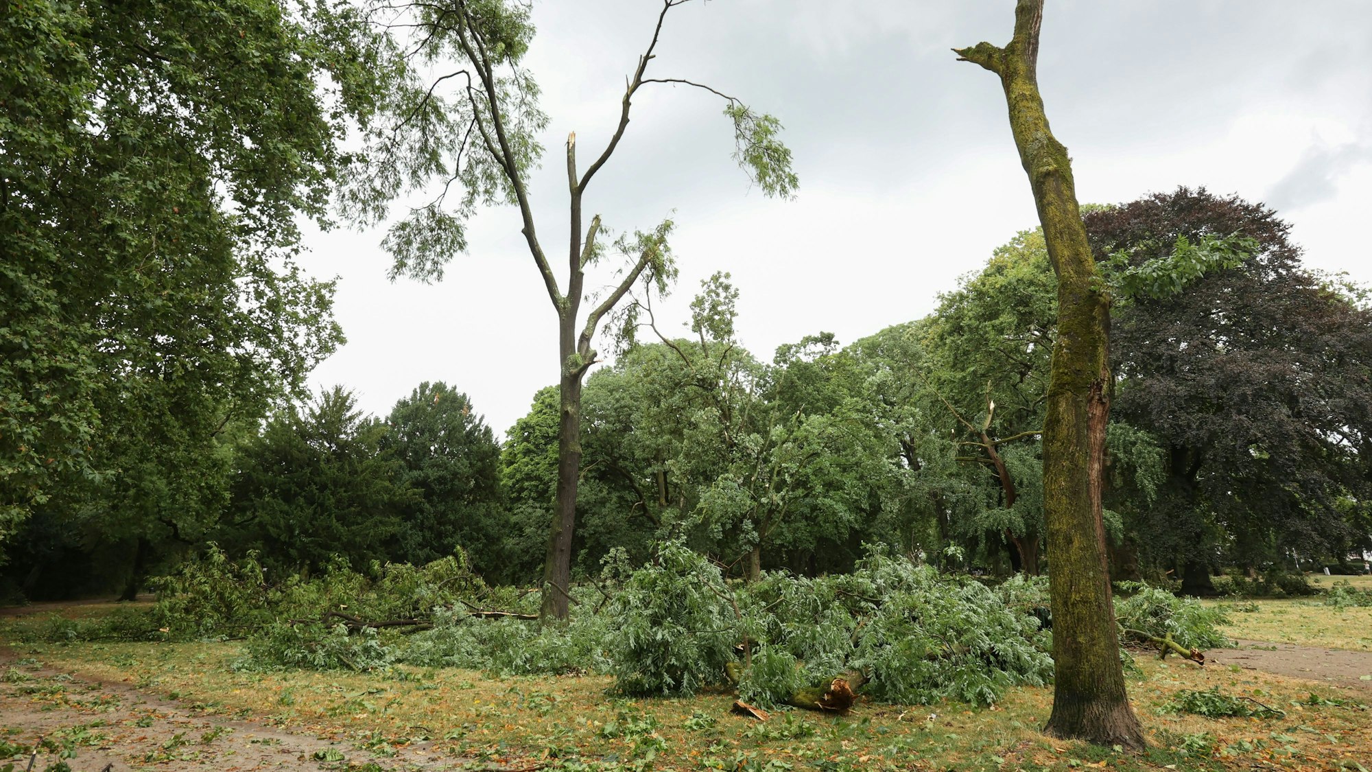 Unwetter in Köln: Im Stadtgarten wurden teilweise große Äste durch Windböen von Bäumen gerissen.