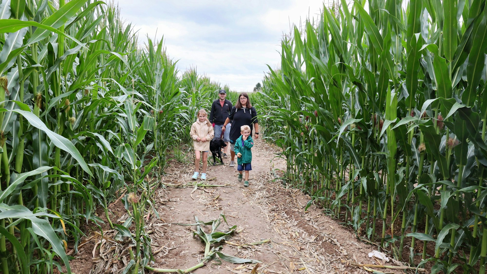 Natalie und Martin mit den Kindern Finn und Ida sowie Hündin Leia zwischen den Maismauern.
