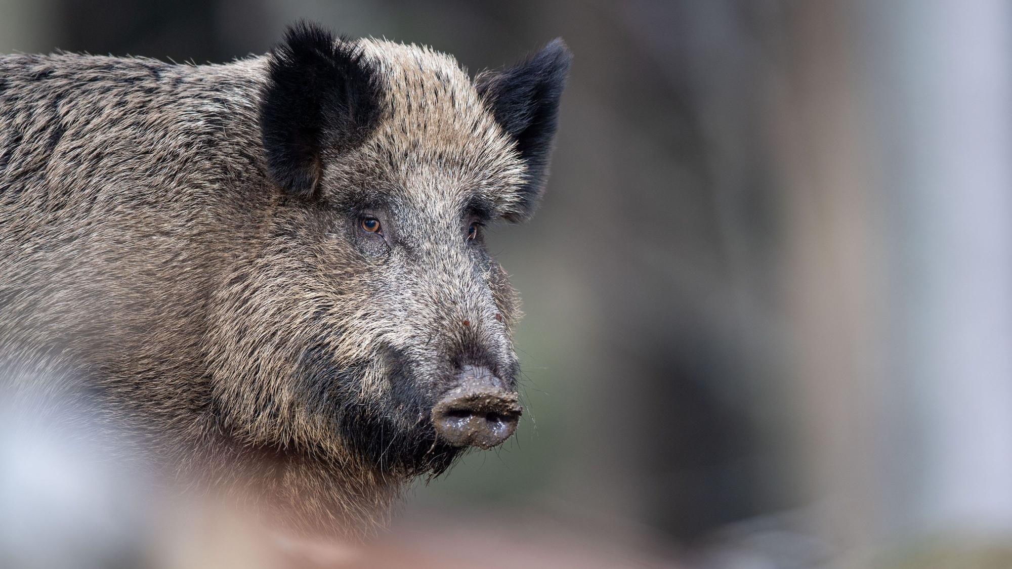 In Schladern hat eine Rotte Wildschweine mehrfach einen Friedhof verwüstet. (Symbolbild)