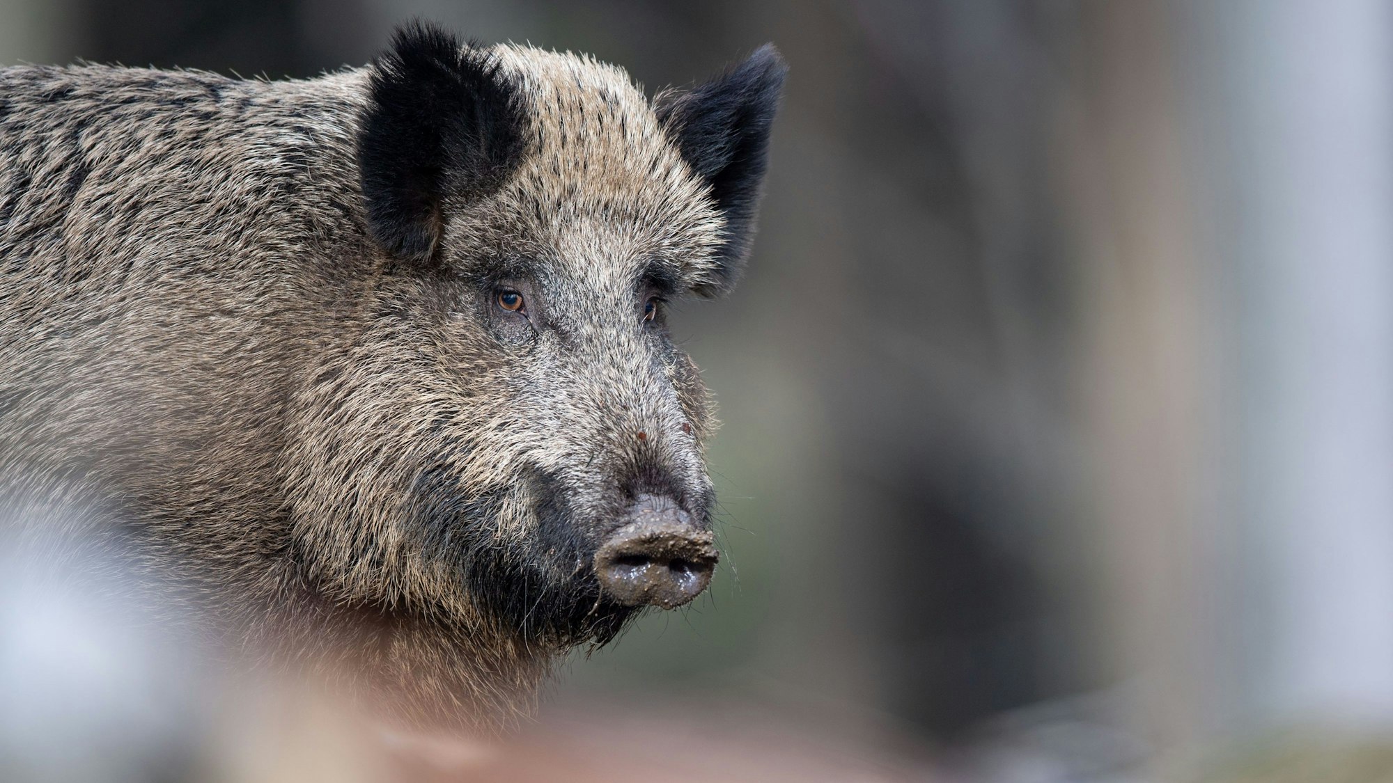Das Bild zeigt ein Wildschwein.