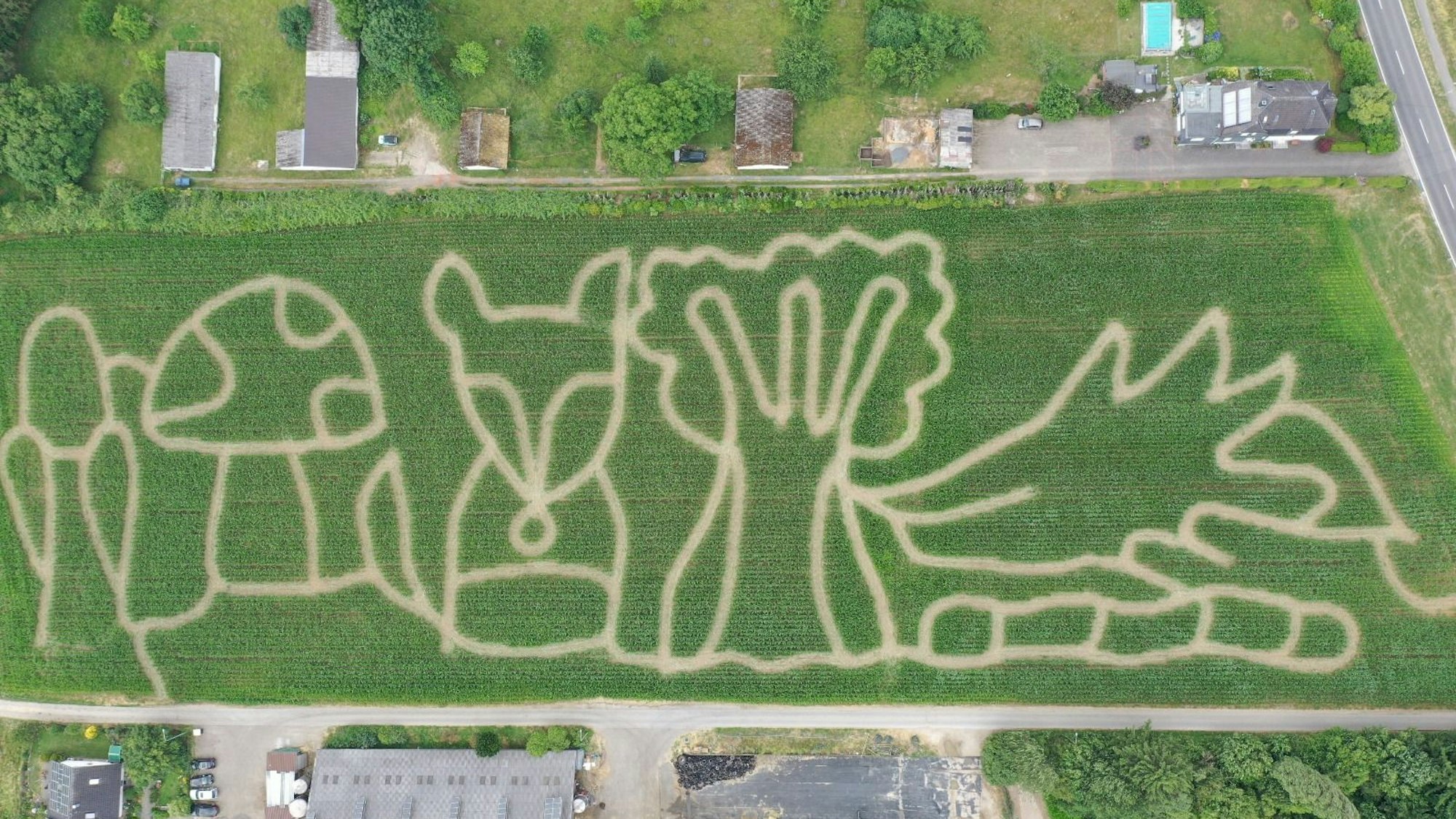 Das Maislabyrinth auf dem Hielscher-Hof in Witzhelden.