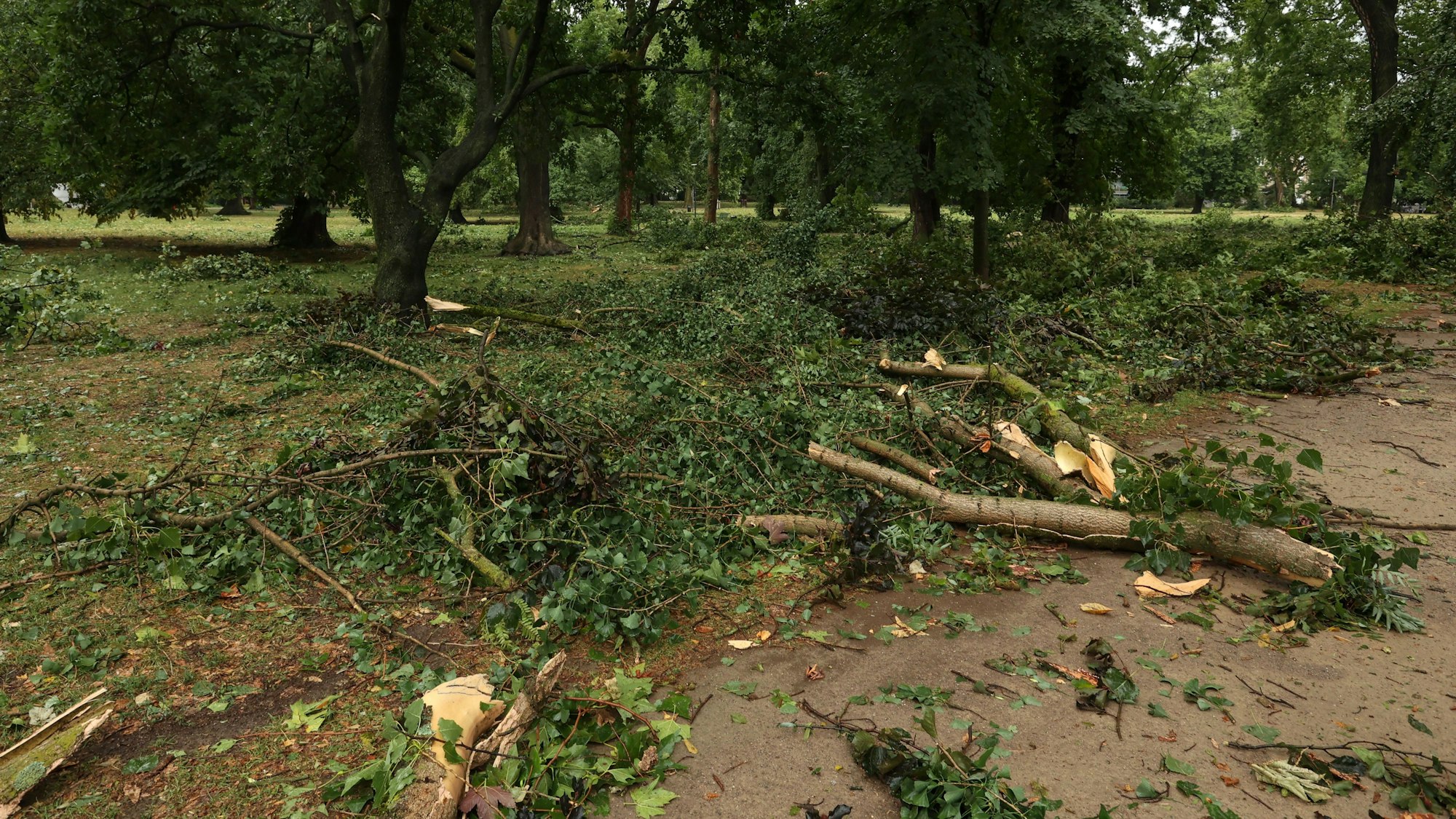 Die Windböen eines kräftigen Gewitters haben im Kölner Stadtgarten zahlreiche Äste abgebrochen. Die Schäden in dem Park sind umfassend.