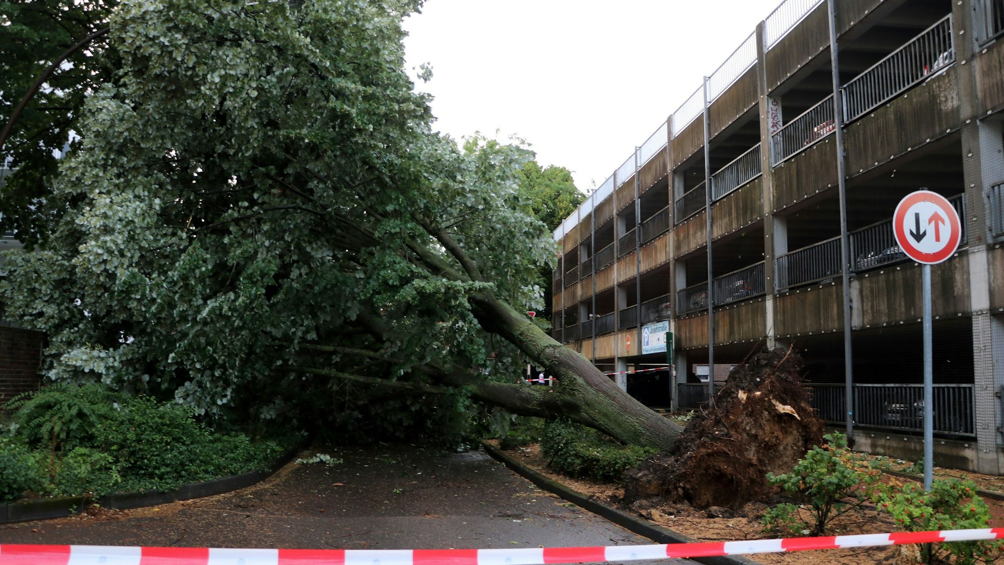 Das Bild zeigt einen entwurzelten Baum am Parkhaus Josefstraße in Frechen.