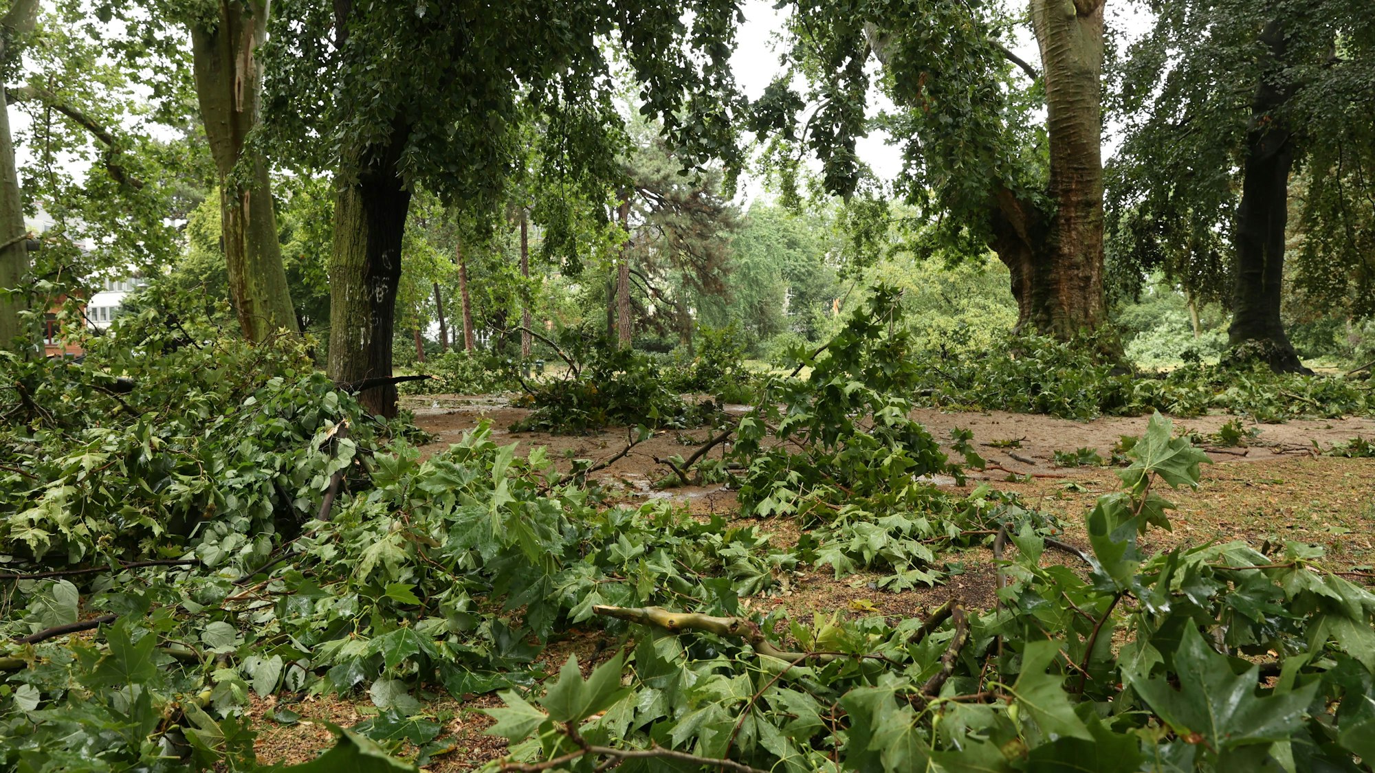 Zahlreiche abgerissene Zweige im Stadtgarten