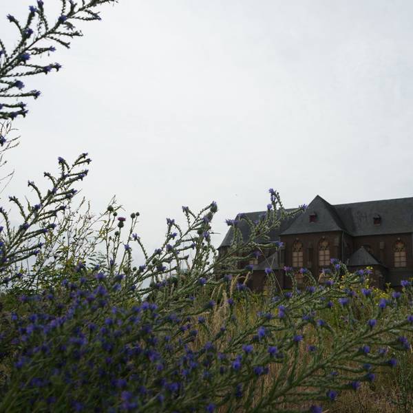 Das Bild zeigt die alte Kirche in Manheim, die Fenster sind verrammelt. Im Vordergrund wachsen Wildblumen.